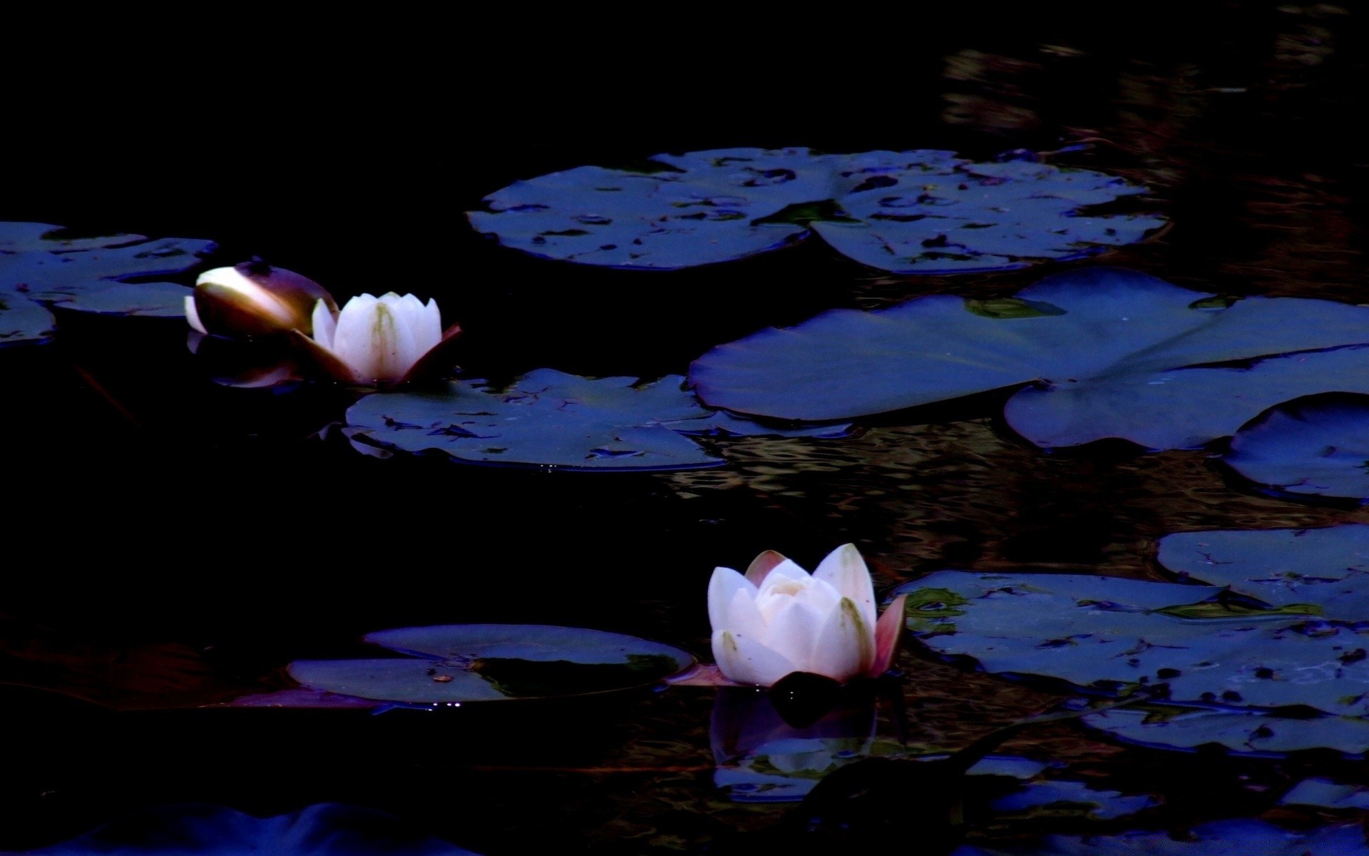 fleurs eau fleur lumière flou couleur lac réflexion