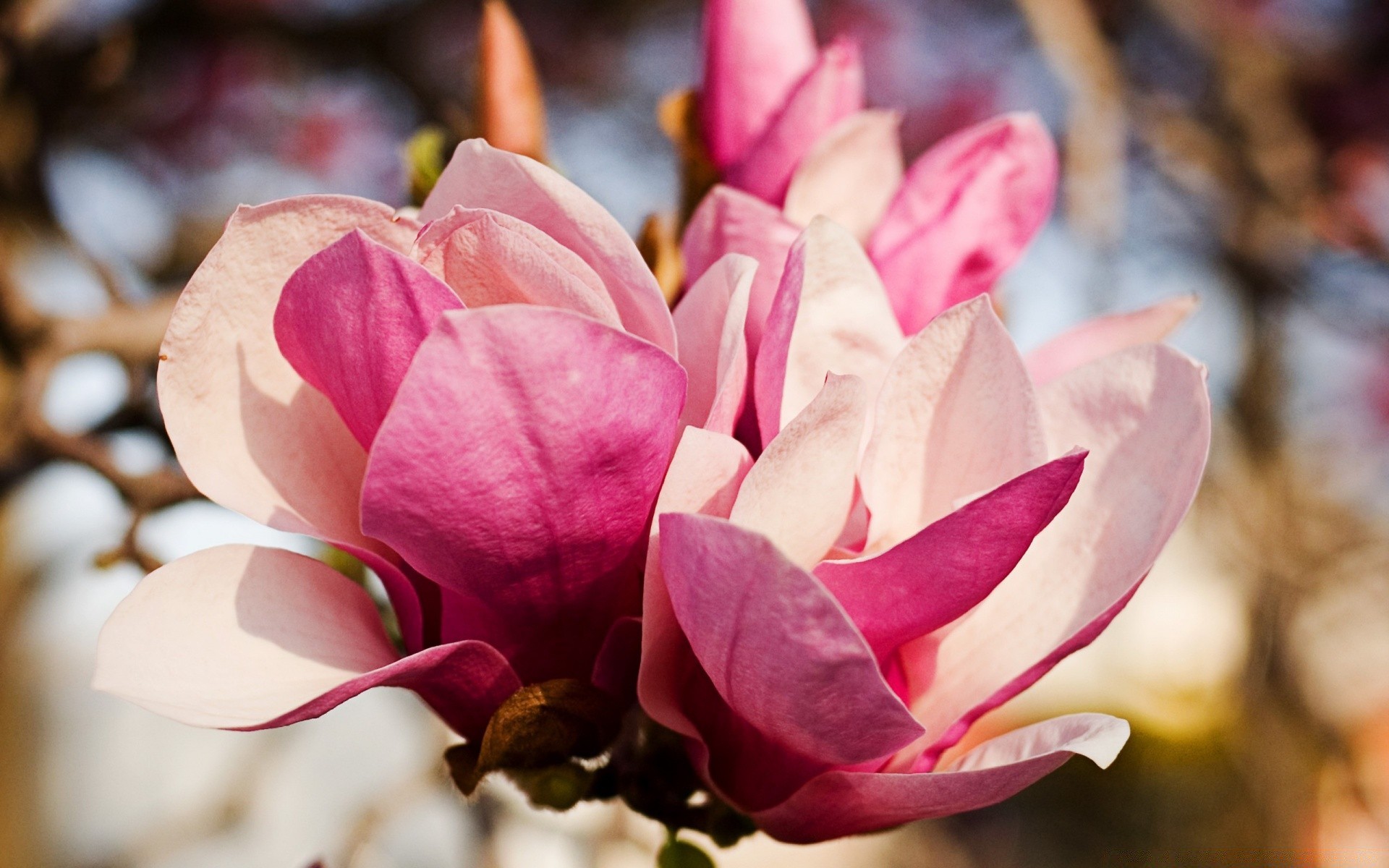 flores flor naturaleza flora hoja jardín pétalo bluming hermoso magnolia amor floral color romance rosa romántico