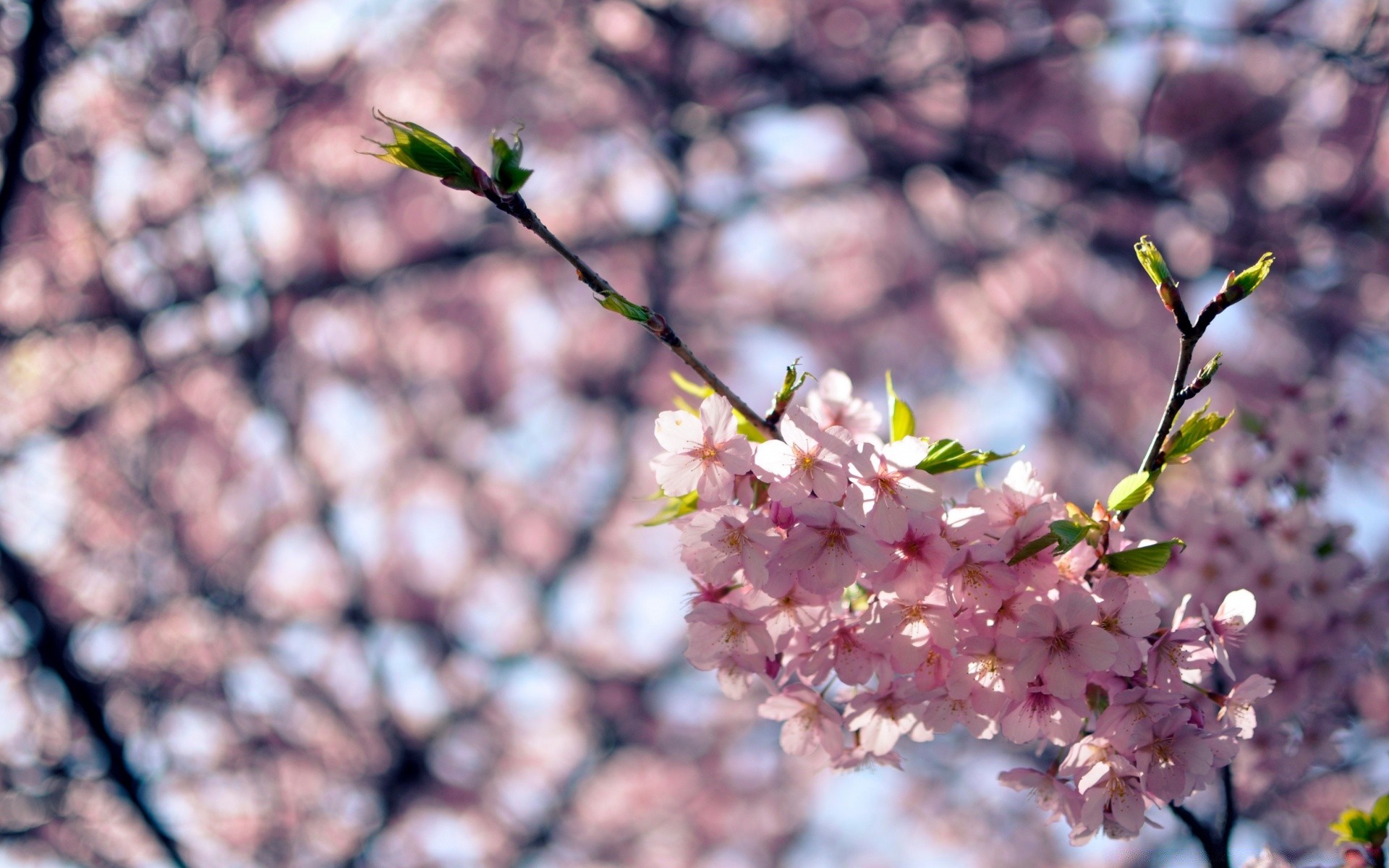 flowers flower nature cherry tree branch flora leaf outdoors growth garden blooming season bud summer fair weather petal apple floral