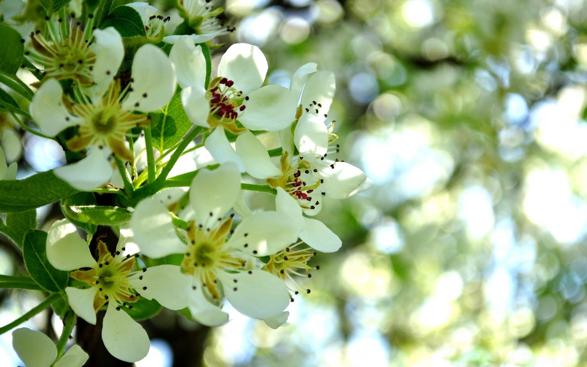 çiçekler doğa çiçek yaprak flora ağaç bahçe şube yaz çiçeklenme büyüme açık havada elma kiraz taçyaprağı sezon güzel hava çiçek yakın çekim dostum