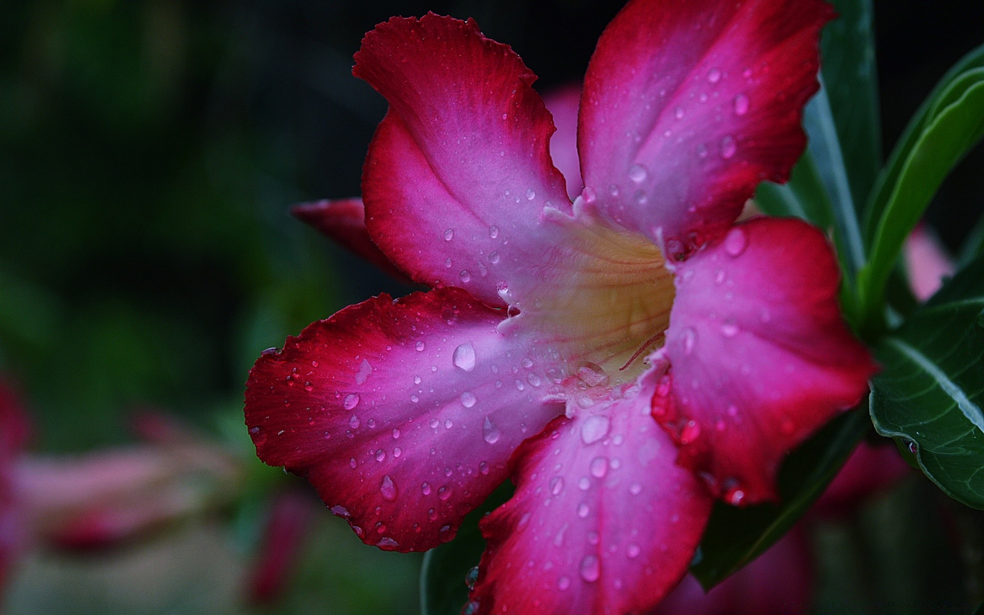 flowers flower nature flora garden leaf color summer blooming petal tropical blur floral