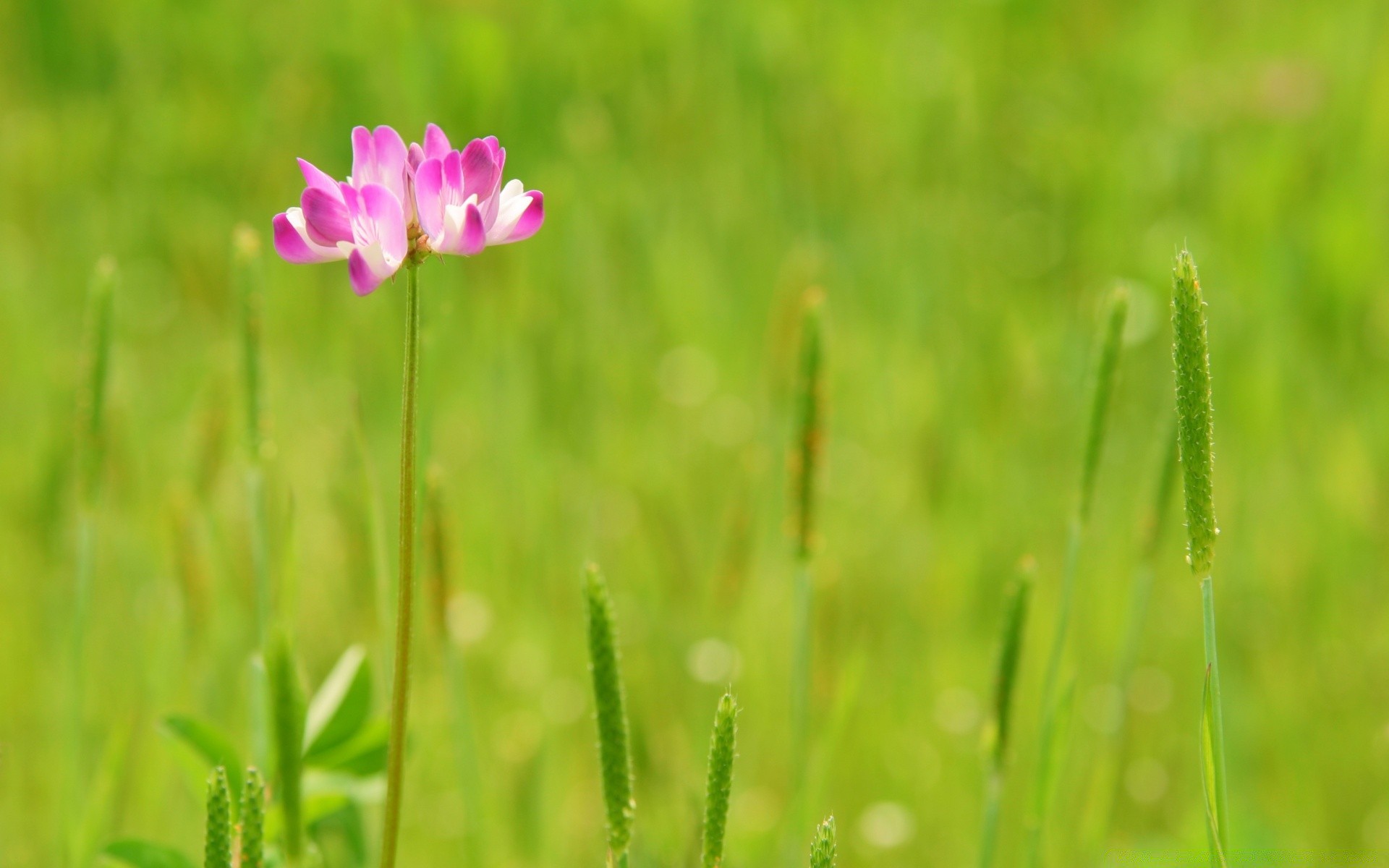 fiori natura erba estate campo rurale foglia crescita all aperto fieno flora fiore selvaggio luminoso