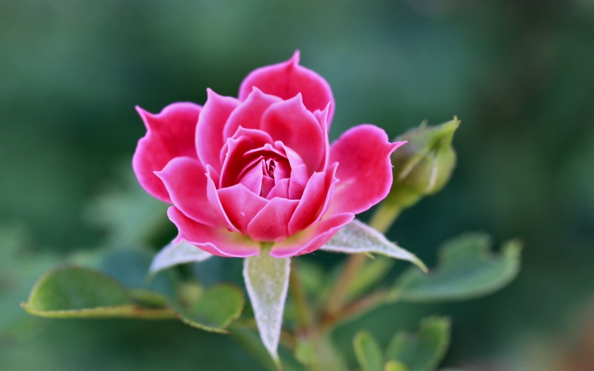 flores flor rosa natureza folha flora jardim pétala floral blooming verão cor bela amor close - up romance ao ar livre