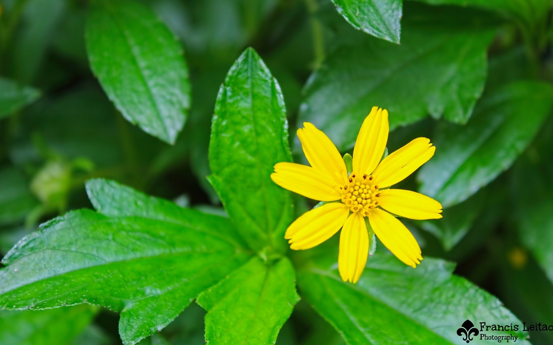 flores naturaleza hoja flora verano crecimiento jardín brillante primer plano al aire libre frescura