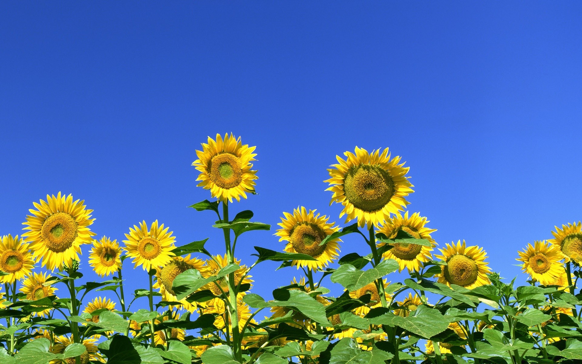 flowers nature summer field flora sunflower leaf growth flower bright sun hayfield fair weather sunny rural floral close-up season vibrant petal