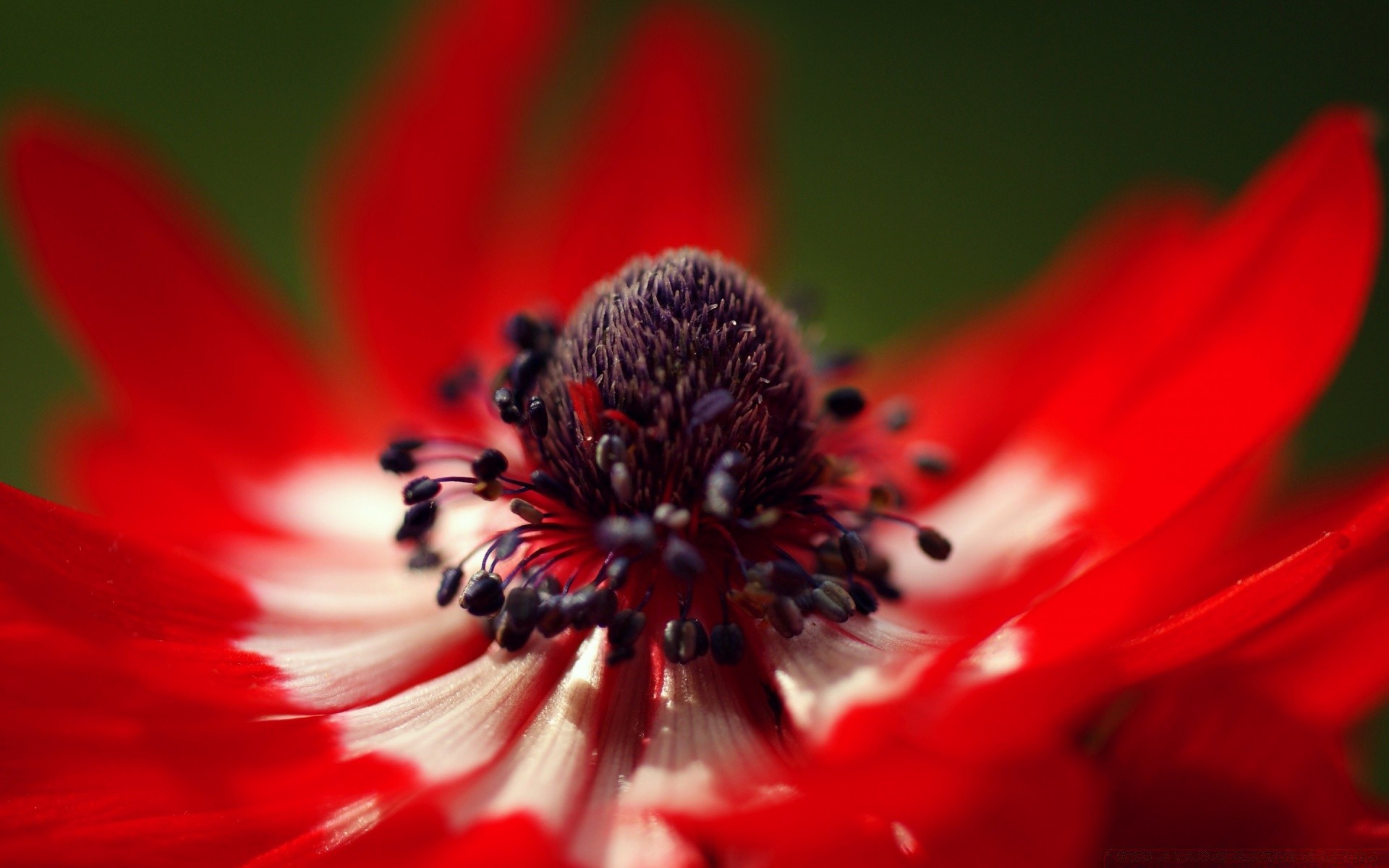 fiori fiore natura flora petalo giardino bloom poppy close-up estate polline colore floreale all aperto pistillo