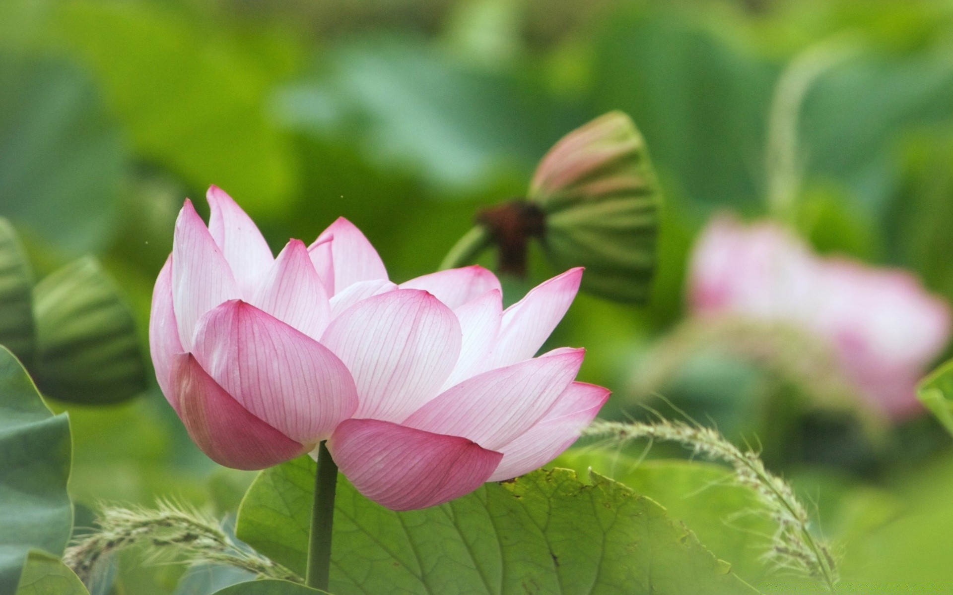 flowers flora leaf flower nature garden summer blooming lotus petal beautiful close-up tropical park floral botanical exotic lily environment color