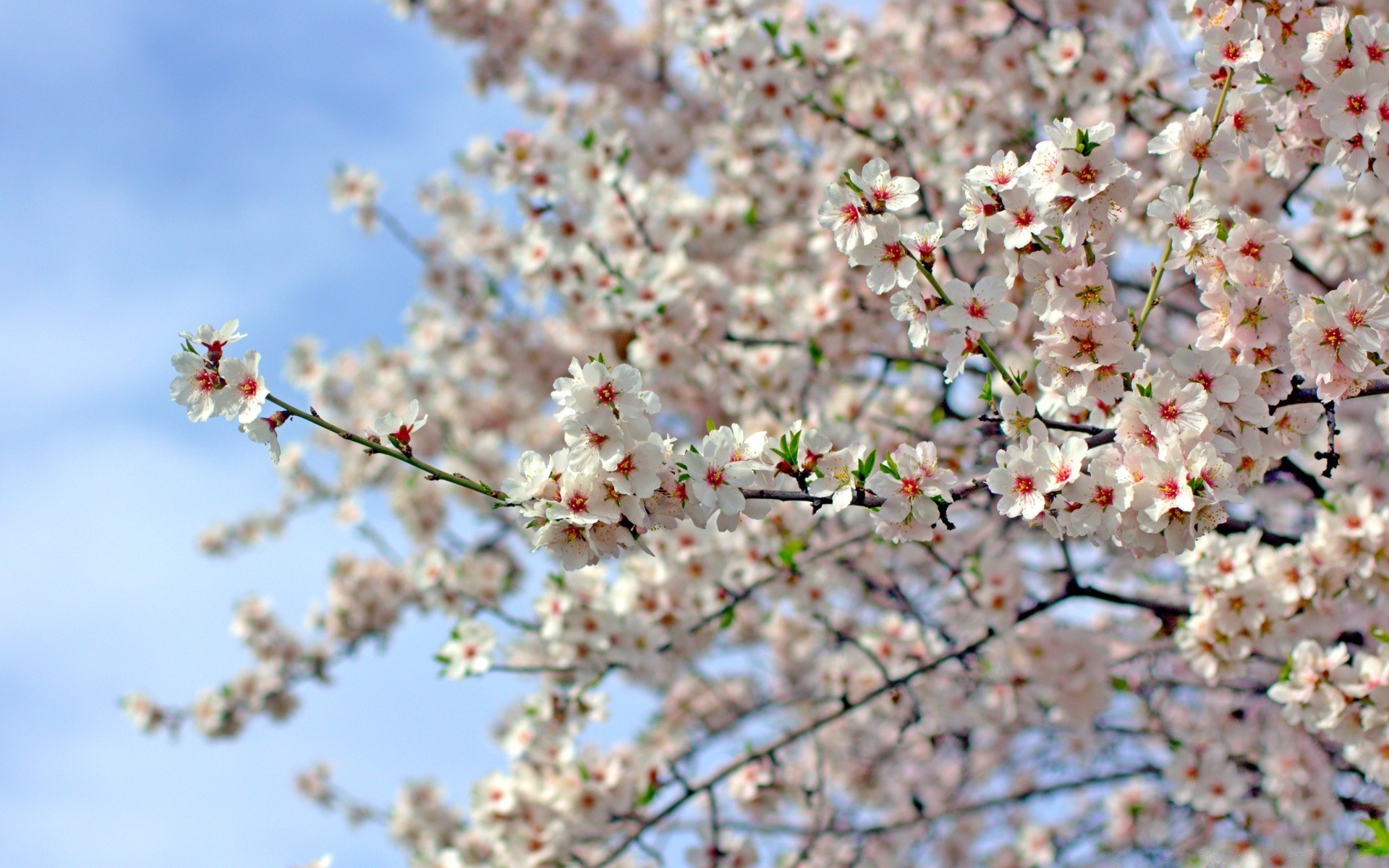 fiori ciliegio ramo albero fiore stagione natura mela prugna flora compagno primavera fioritura crescita primo piano petalo giardino all aperto luminoso foglia soleggiato