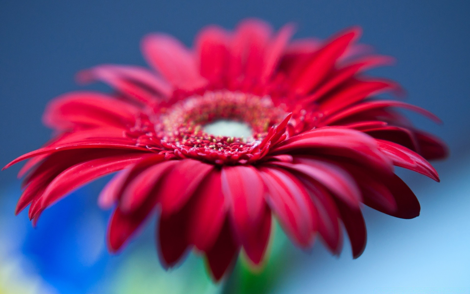 fleurs fleur nature flore jardin été floral pétale couleur bluming belle lumineux gros plan feuille croissance gerbera botanique poche tête