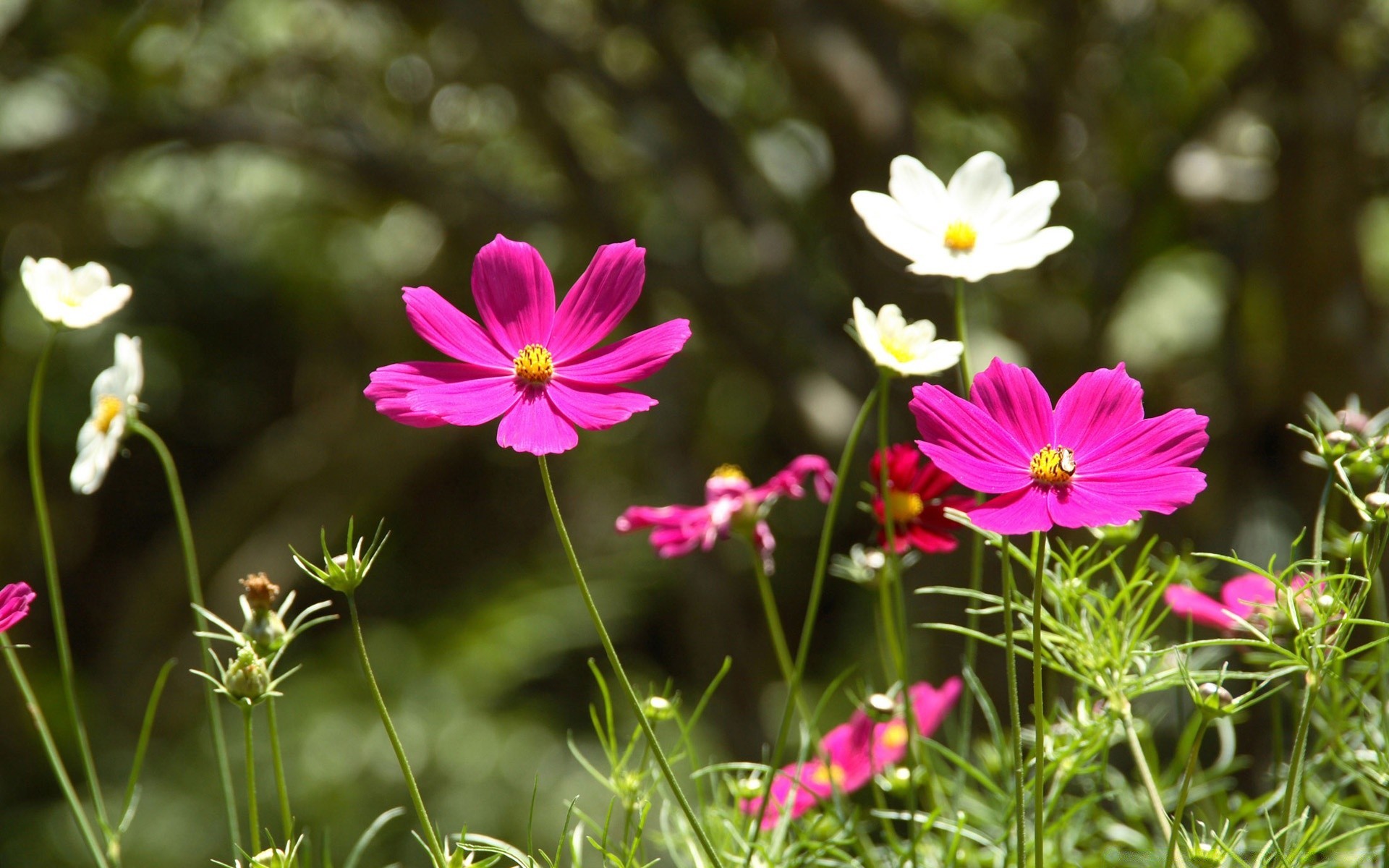 fiori natura fiore flora estate giardino fioritura erba floreale petalo foglia campo colore fieno crescita all aperto stagione luminoso bel tempo selvaggio