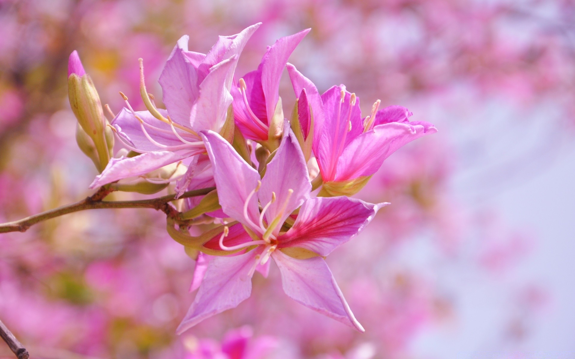 çiçekler çiçek doğa flora bahçe çiçek açan petal renk yaz yaprak güzel sezon parlak çiçek yakın çekim açık havada park büyüme şube ağaç