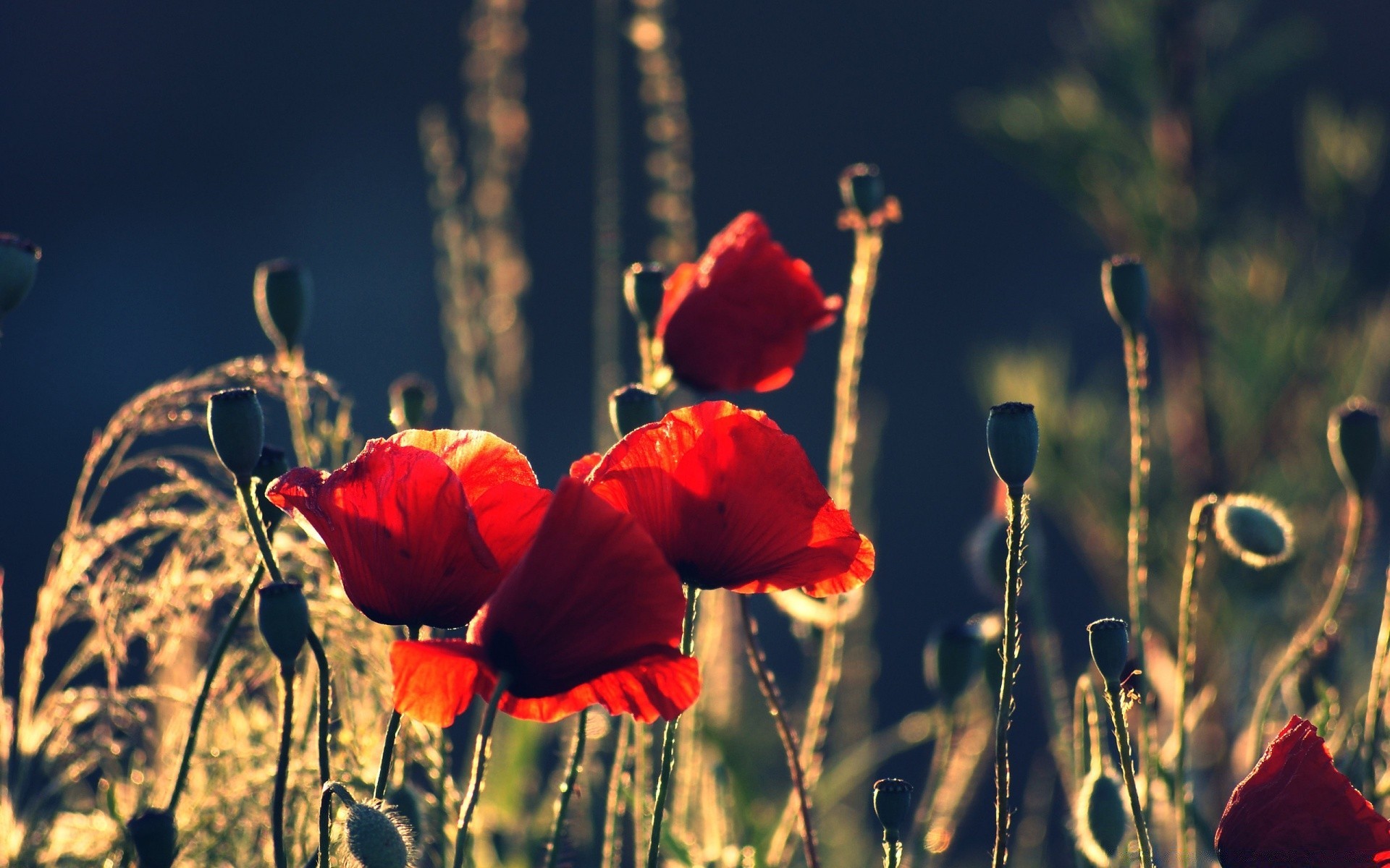 kwiaty kwiat poppy natura flora pole na zewnątrz lato ogród trawa wzrost liść sianokosy sezon wiejski jasny zbliżenie