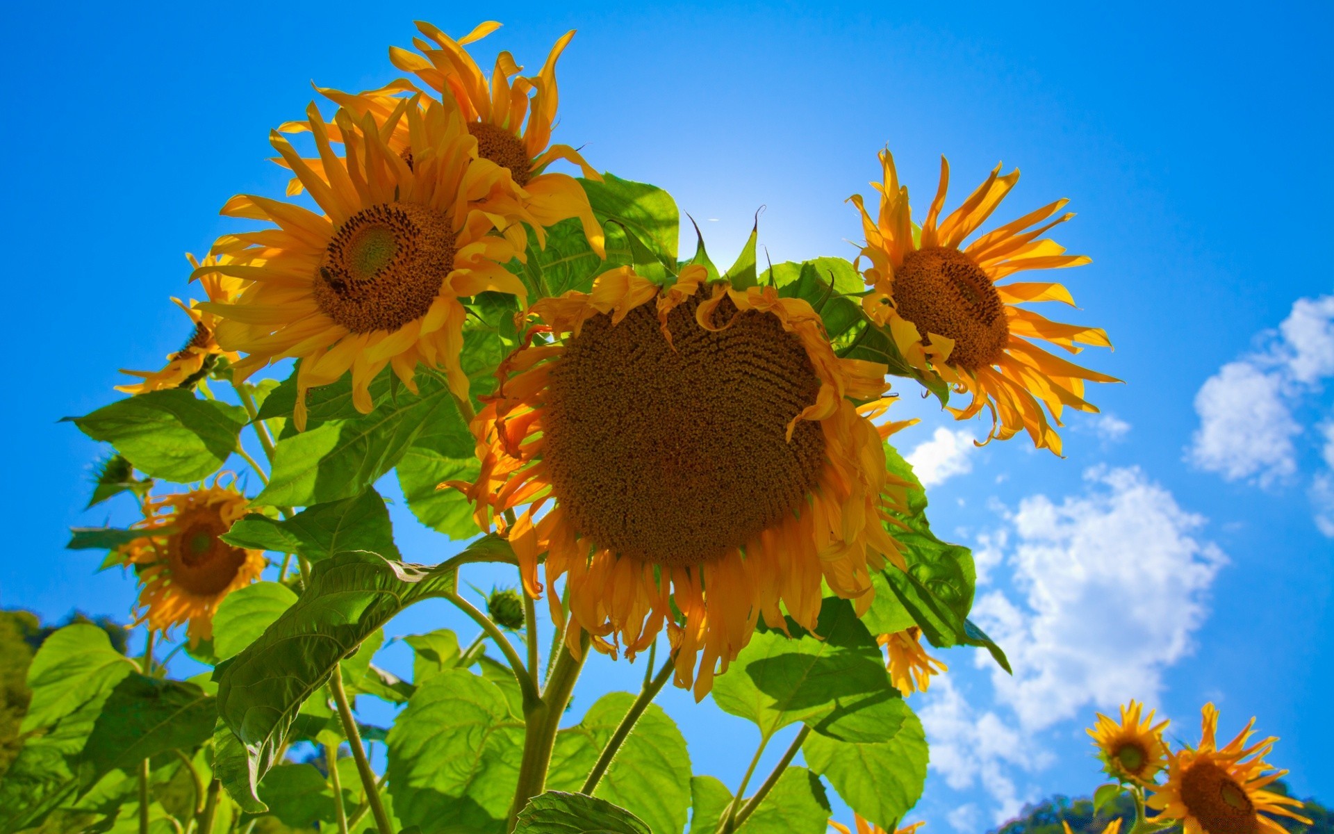 çiçekler doğa çiçek yaz flora ayçiçeği yaprak bahçe petal parlak çiçek güneş güzel hava sezon büyüme güzel güneşli alan çiçeklenme açık havada