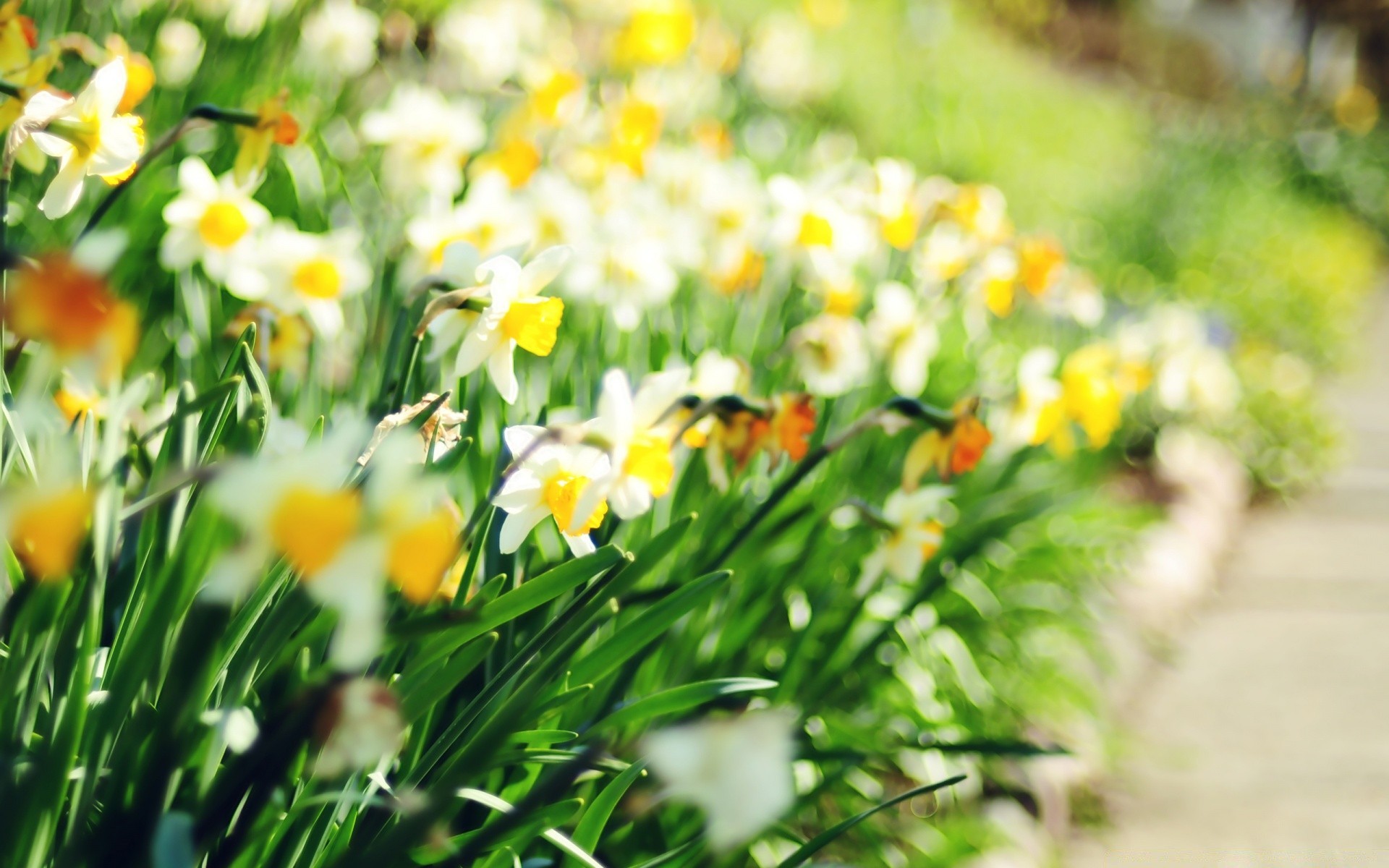 flowers nature grass leaf easter flora summer field flower fair weather bright garden season growth hayfield floral outdoors color rural sun