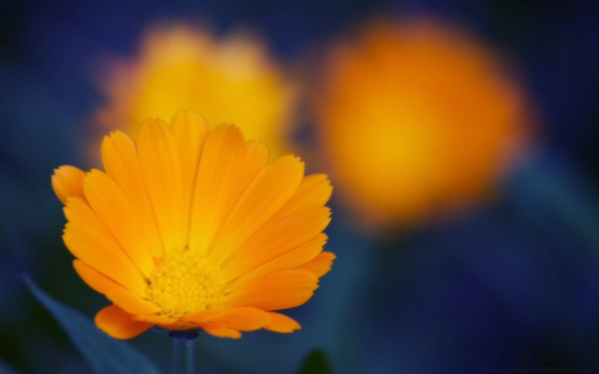 flowers nature flower color bright flora summer blur garden leaf fair weather sun