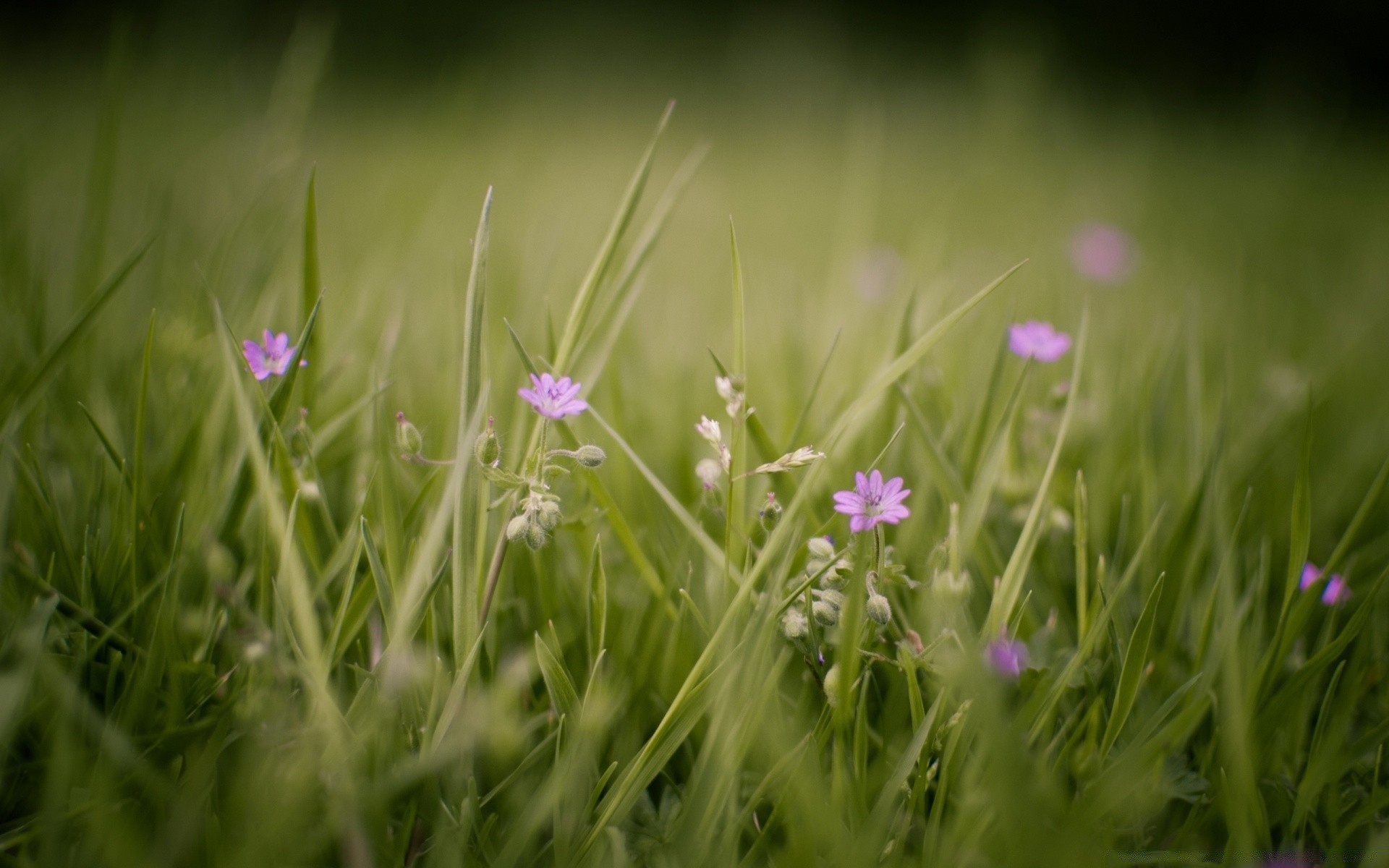 flores hierba naturaleza campo flor heno verano sol rural jardín buen tiempo flora crecimiento medio ambiente al aire libre césped temporada dof hoja