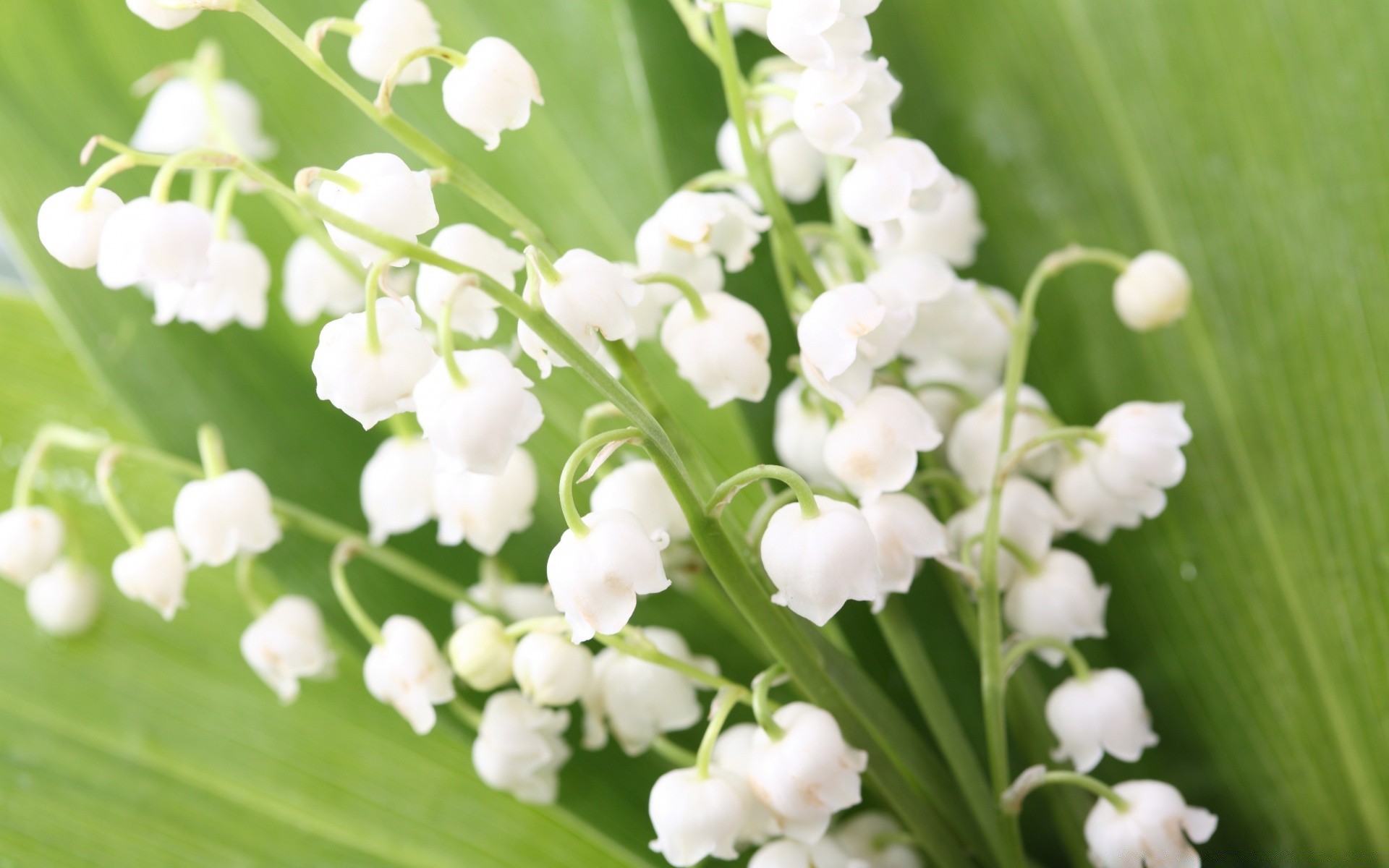 çiçekler flora yaprak doğa çiçek bahçe yaz büyüme çiçek çimen botanik tazelik açık havada