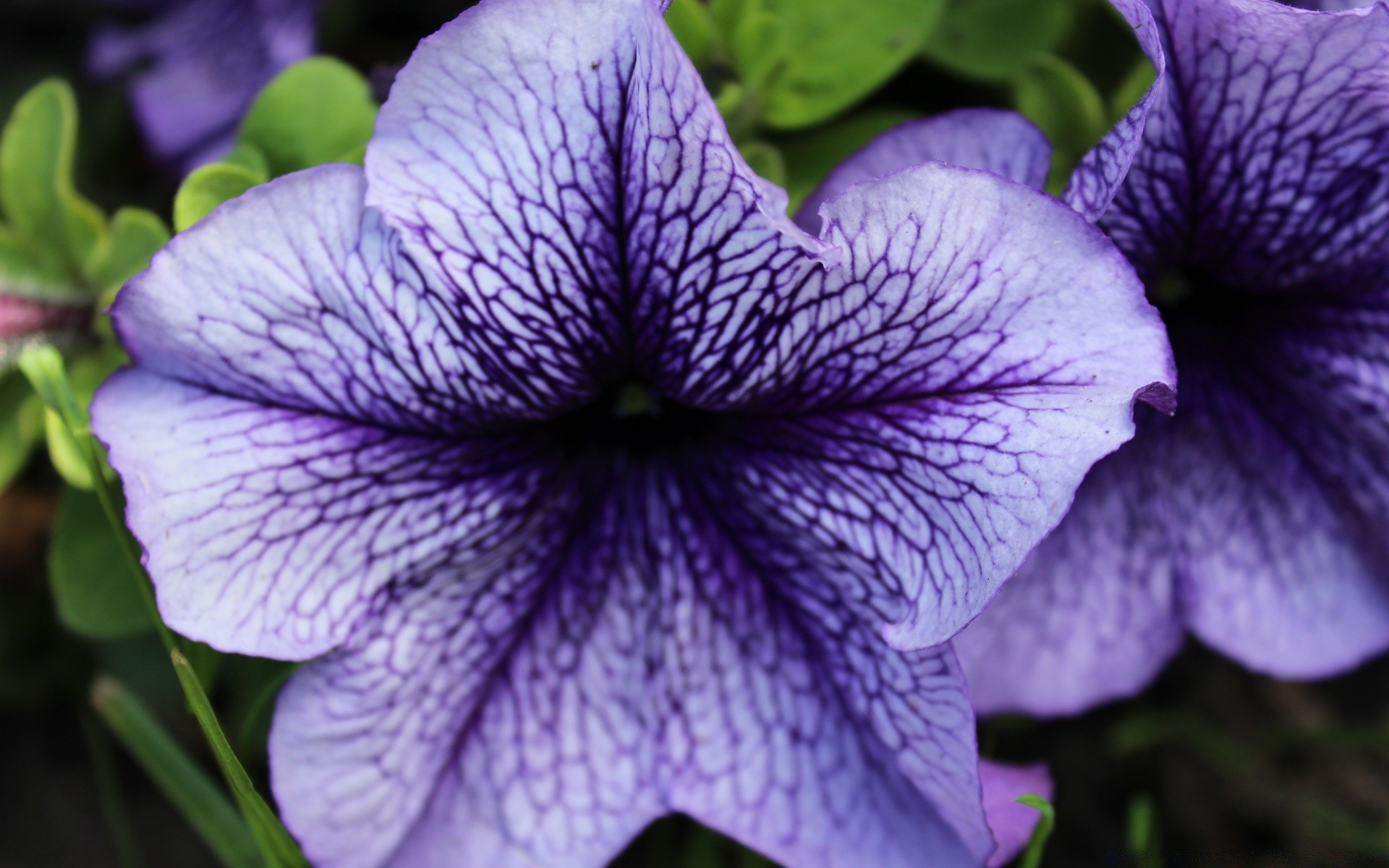 fleurs fleur flore nature jardin bluming floral feuille pétale couleur été violet gros plan belle