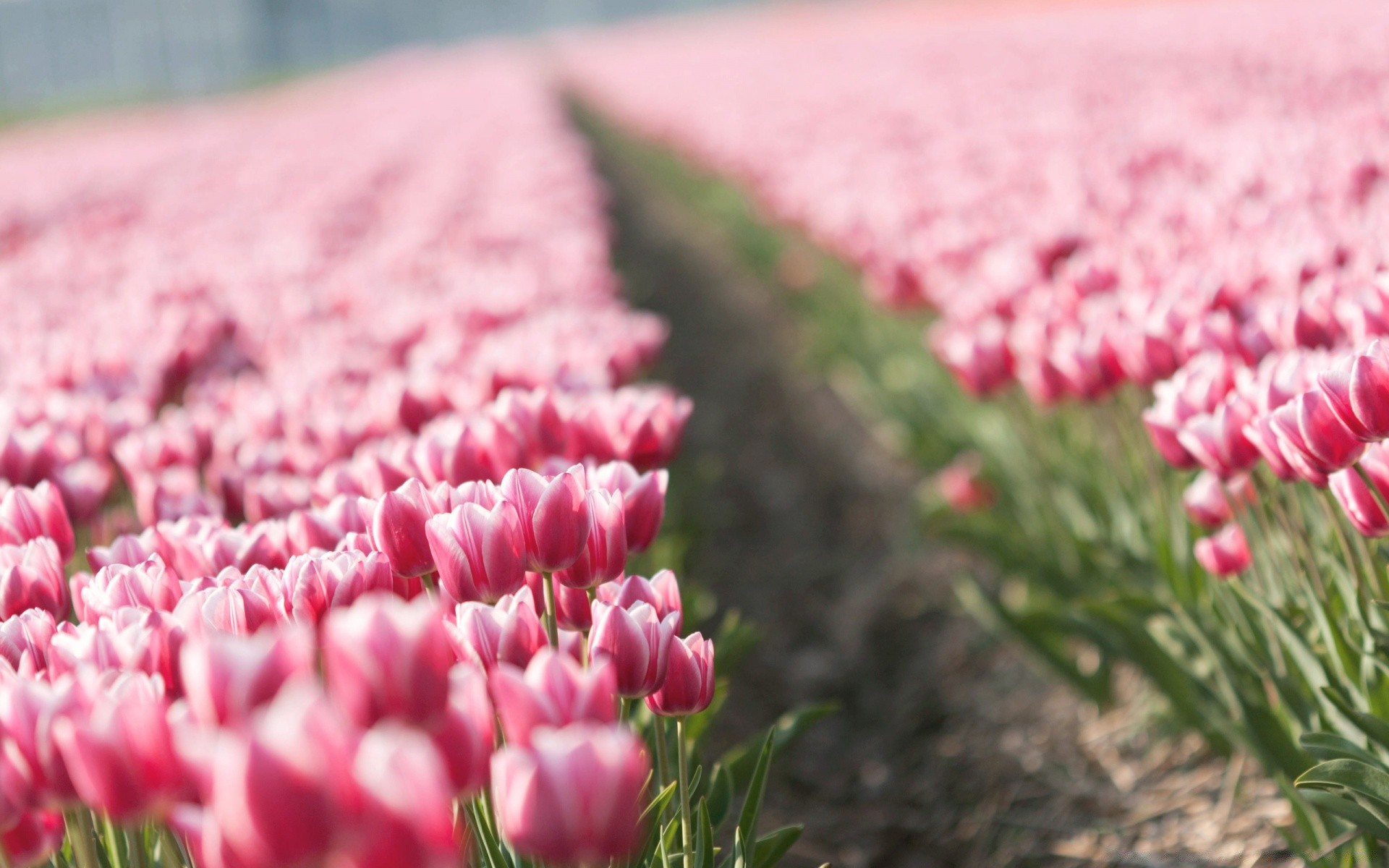 blumen blume tulpe natur garten flora feld blühen sommer blütenblatt farbe blumen gras blumenstrauß park ostern jahreszeit hell blatt im freien