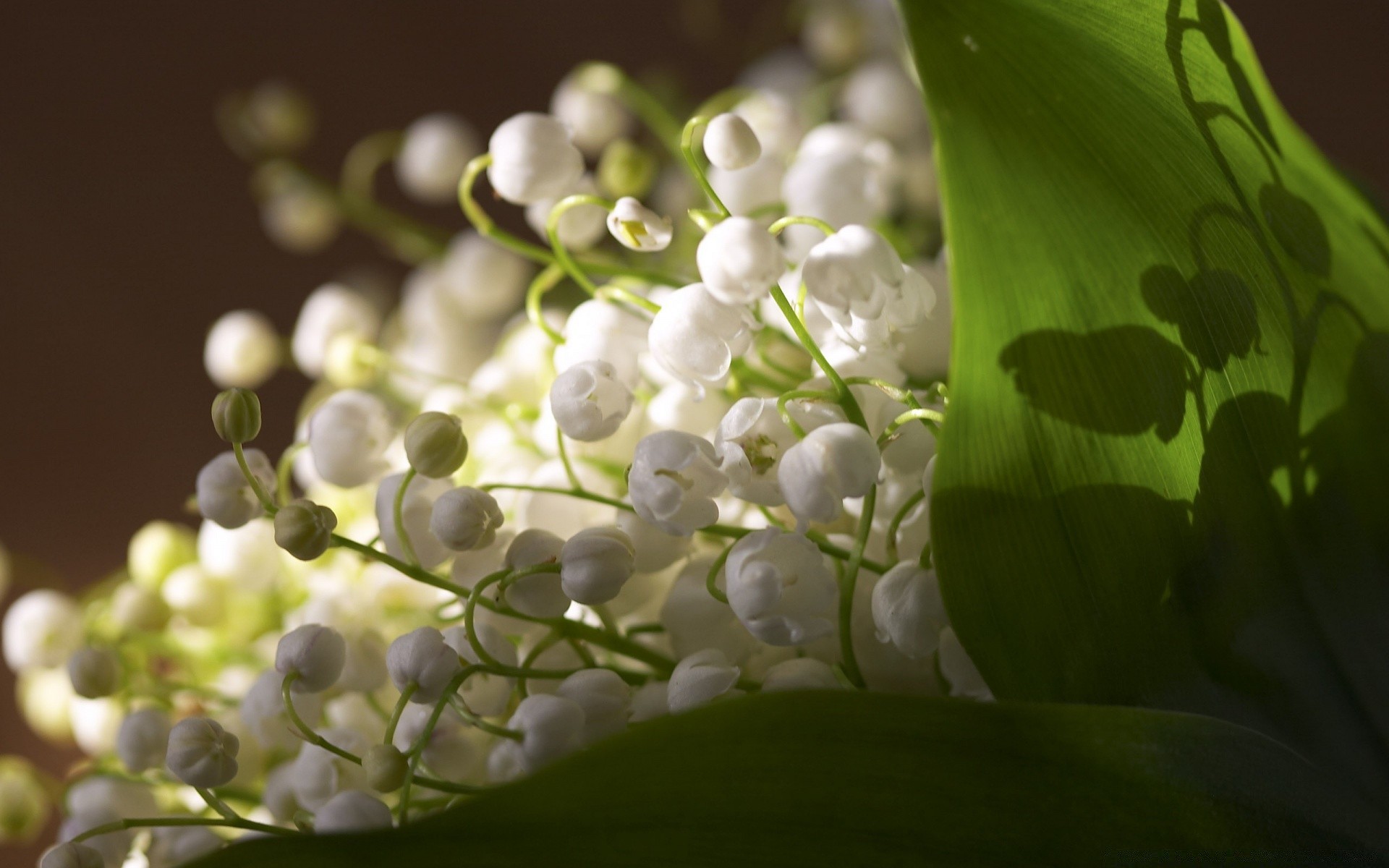 flowers nature flora flower leaf garden color branch summer tree floral season close-up beautiful bright outdoors light blooming