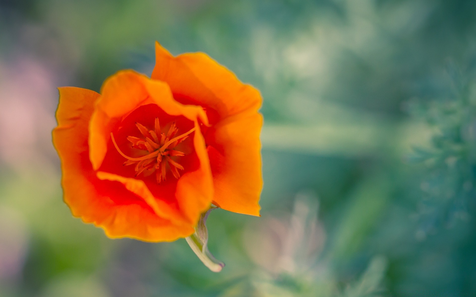 çiçekler çiçek doğa yaz yaprak flora bahçe açık havada parlak renk büyüme çiçek petal güzel