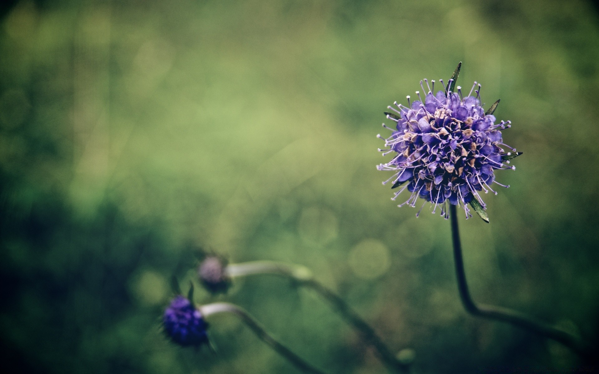 çiçekler çiçek açık havada doğa flora bahçe saman yaz petal ortamlar gün ışığı alan renk ışık çiçeklenme