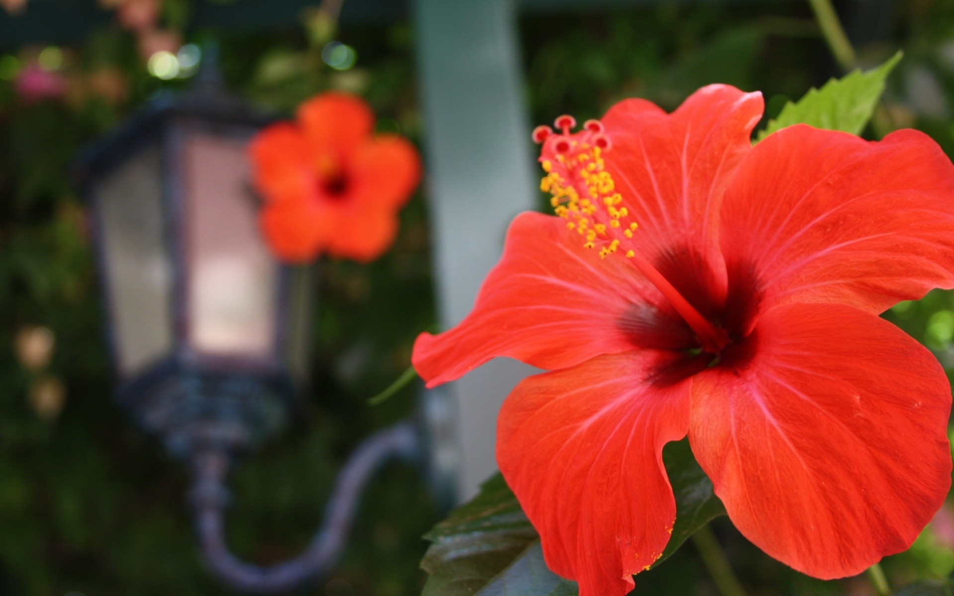 flowers flower garden nature flora summer leaf petal outdoors blooming growth color