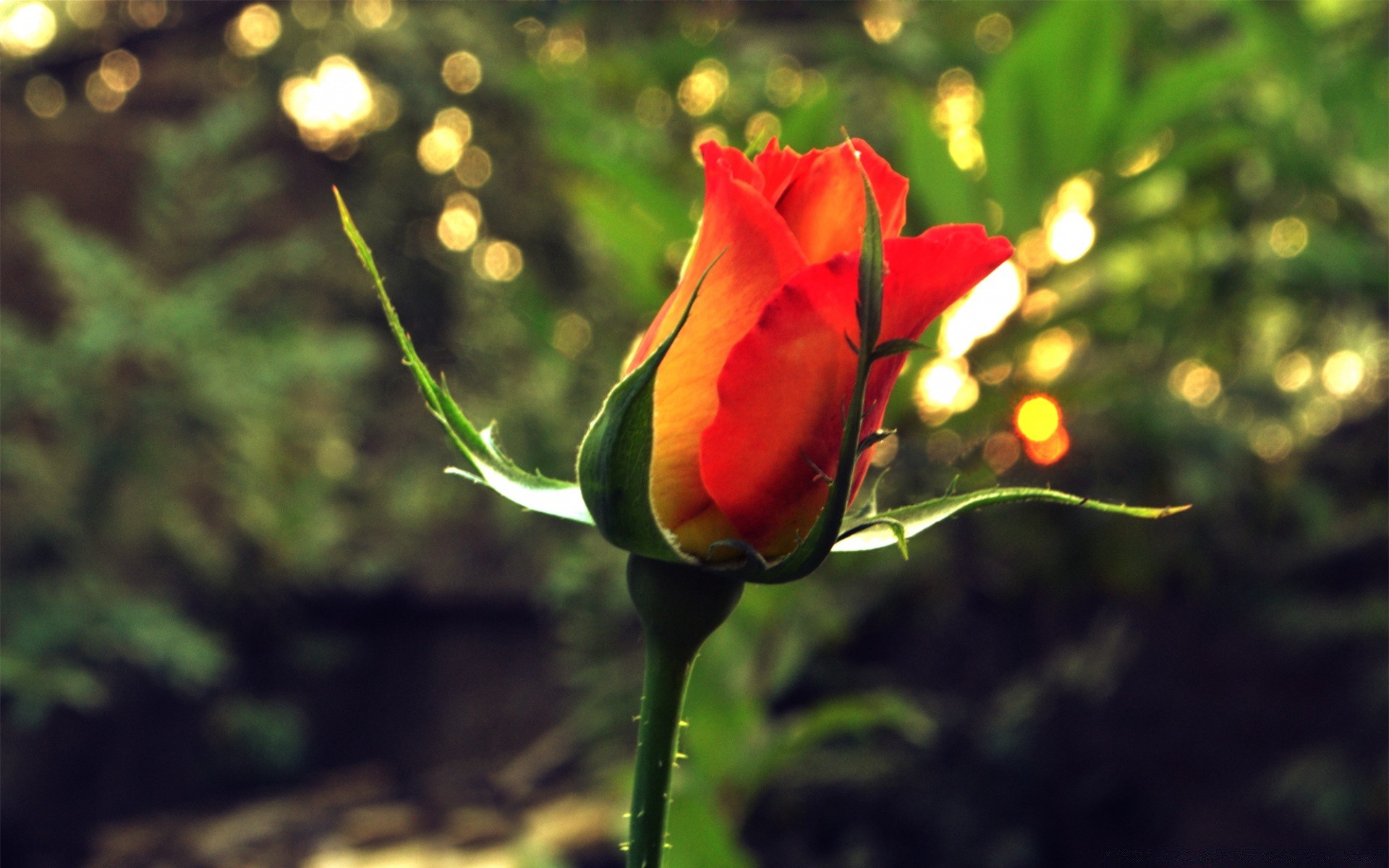 çiçekler çiçek doğa yaprak flora bahçe yaz açık havada lale parlak renk büyüme aşk