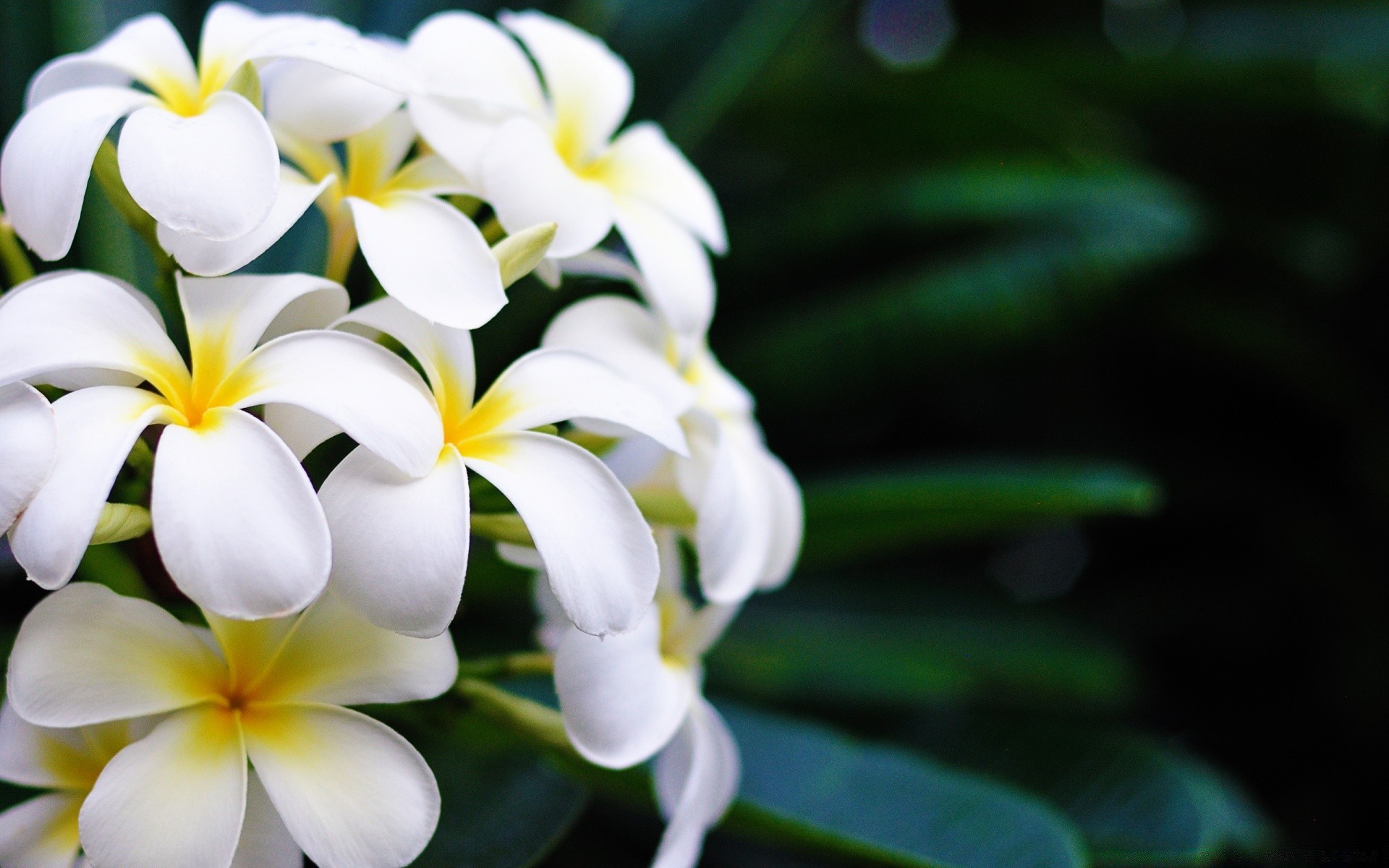 kwiaty kwiat tropikalny natura flora liść frangipani ogród płatek plumeria bluming egzotyczne lato kwiatowy piękny aloha zen kolor