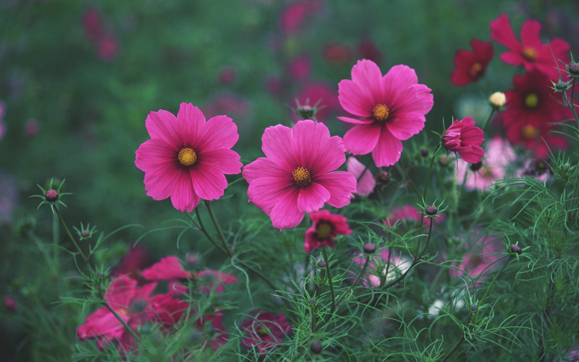 fleurs fleur nature jardin été flore bluming herbe saison couleur foin lumineux feuille pétale floral à l extérieur champ croissance