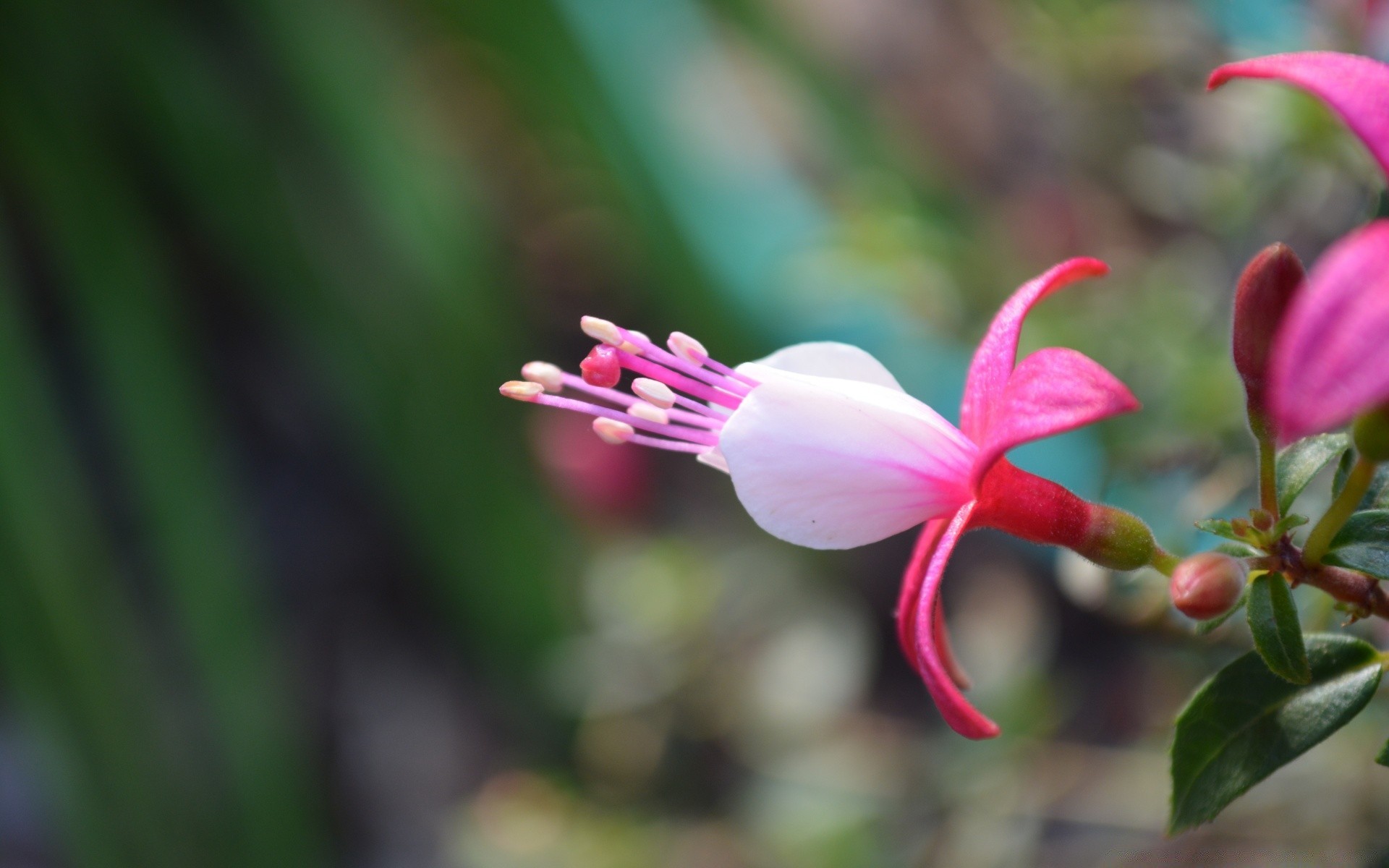 fleurs fleur nature flore feuille jardin tropical à l extérieur été croissance couleur gros plan pétale floral