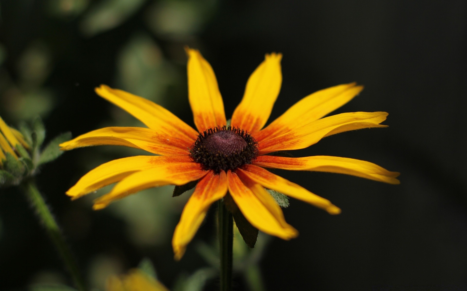 çiçekler çiçek doğa flora yaz açık havada bahçe yaprak petal