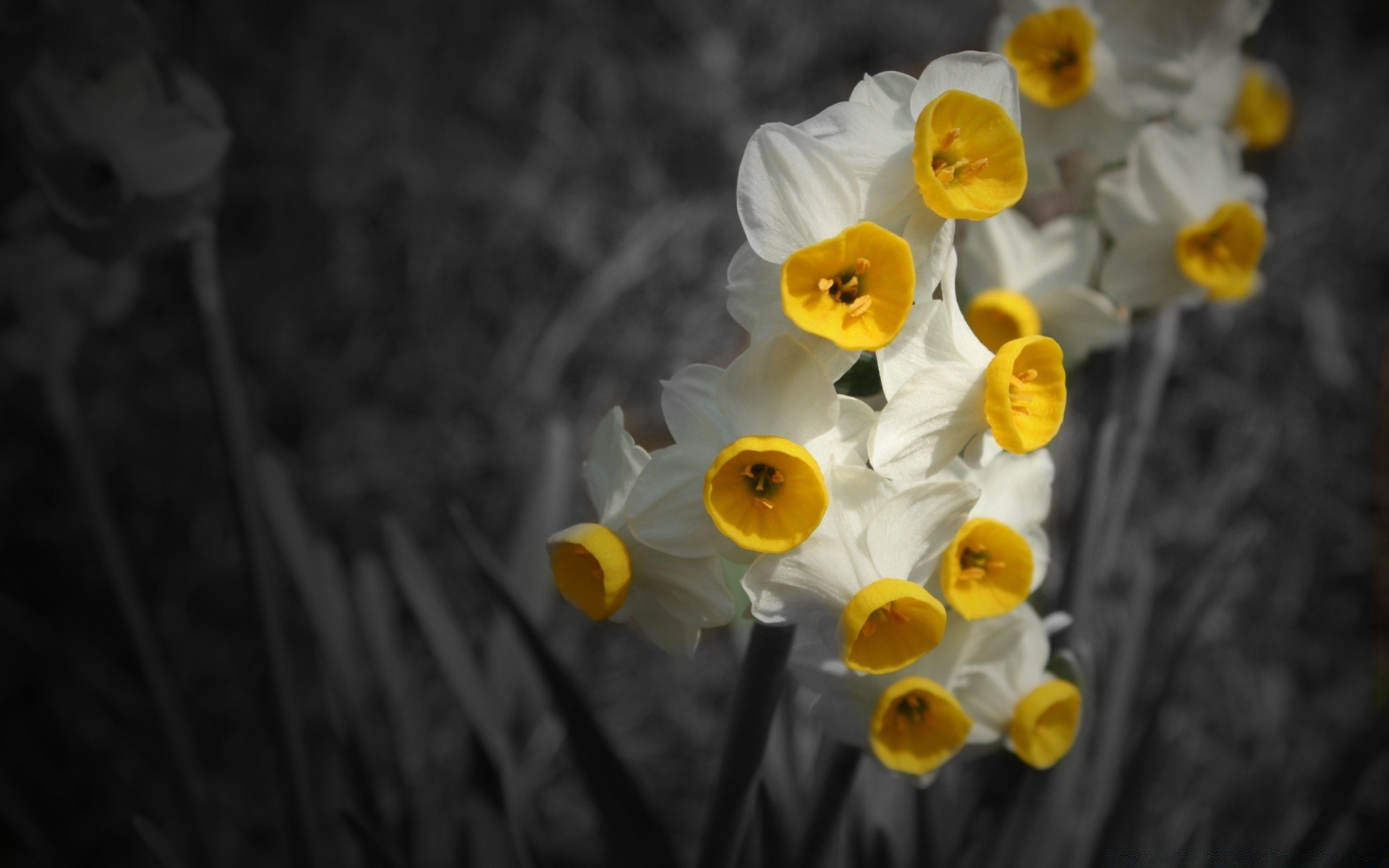 fiori fiore natura flora colore narciso narciso desktop pasqua stagione luminoso giardino floreale