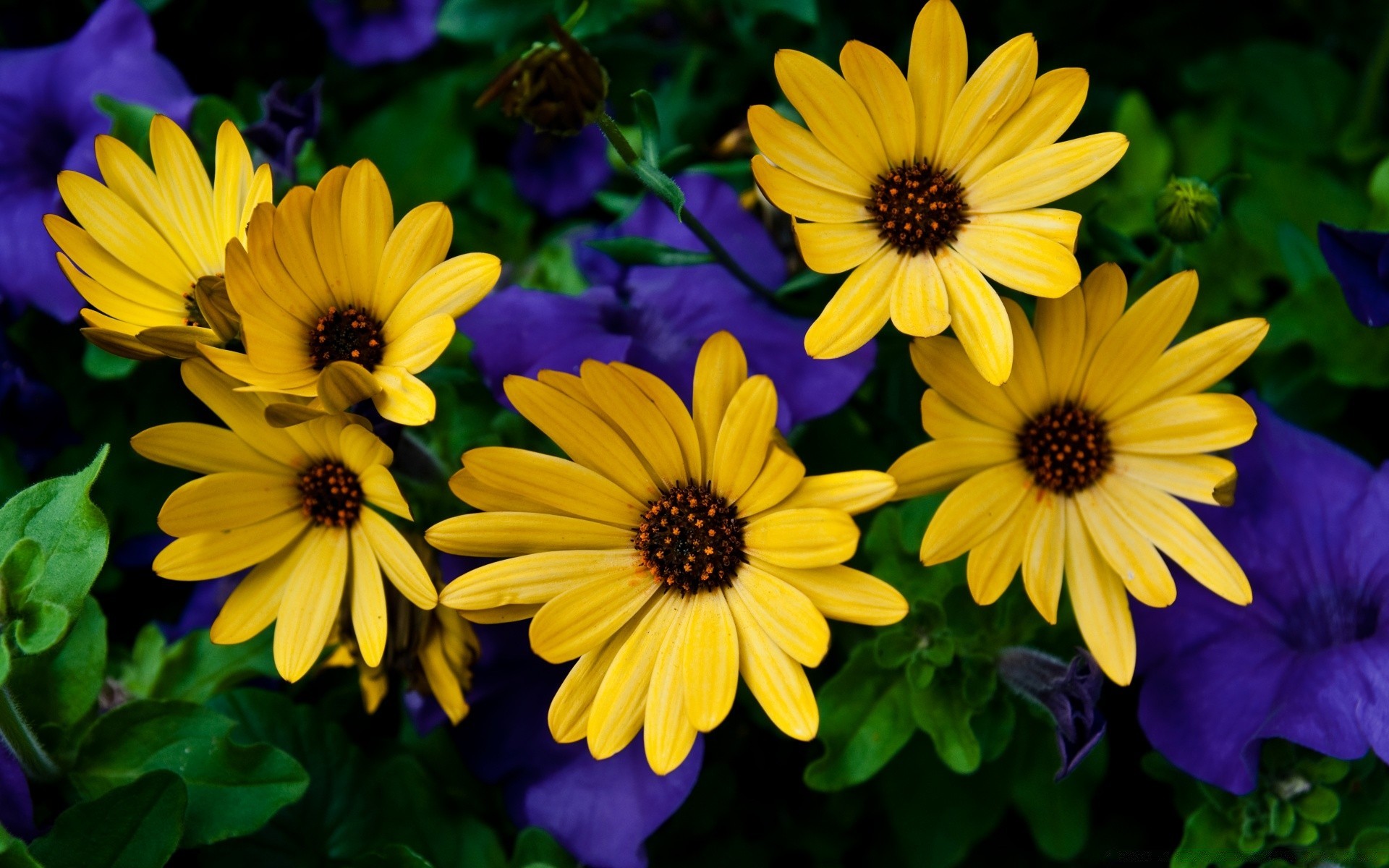 flowers flower garden nature summer flora floral blooming leaf color petal bright beautiful growth