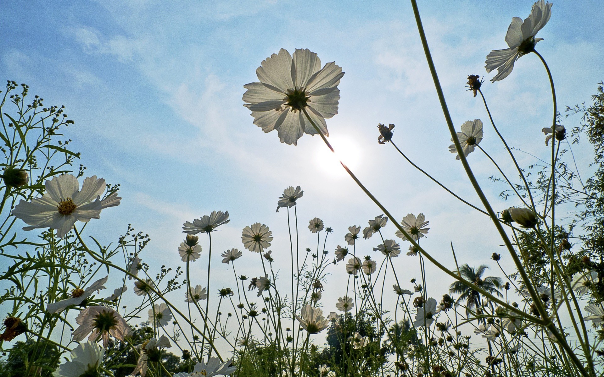 flowers flower field nature grass flora summer hayfield outdoors rural fair weather sun sunny sky growth bright season leaf color husk