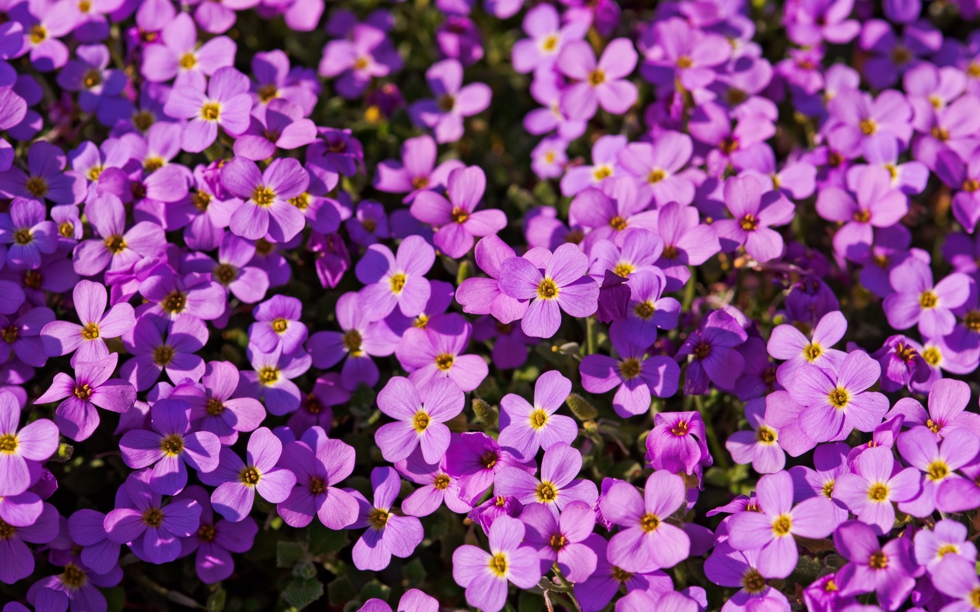 çiçekler çiçek doğa çiçek çiçek açan bahçe petal flora yaprak yaz