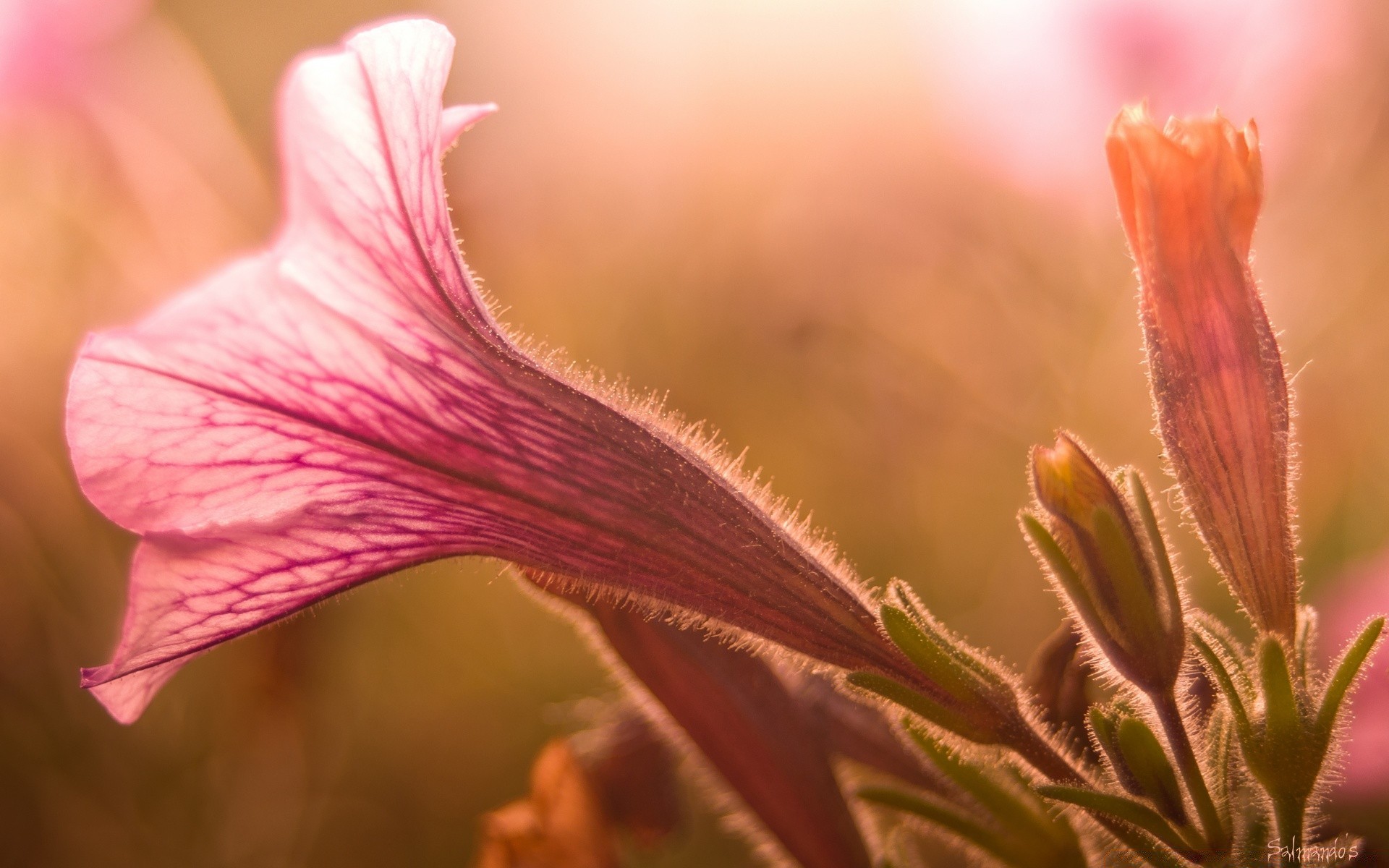 flowers flower nature flora summer garden close-up color leaf floral delicate outdoors blooming