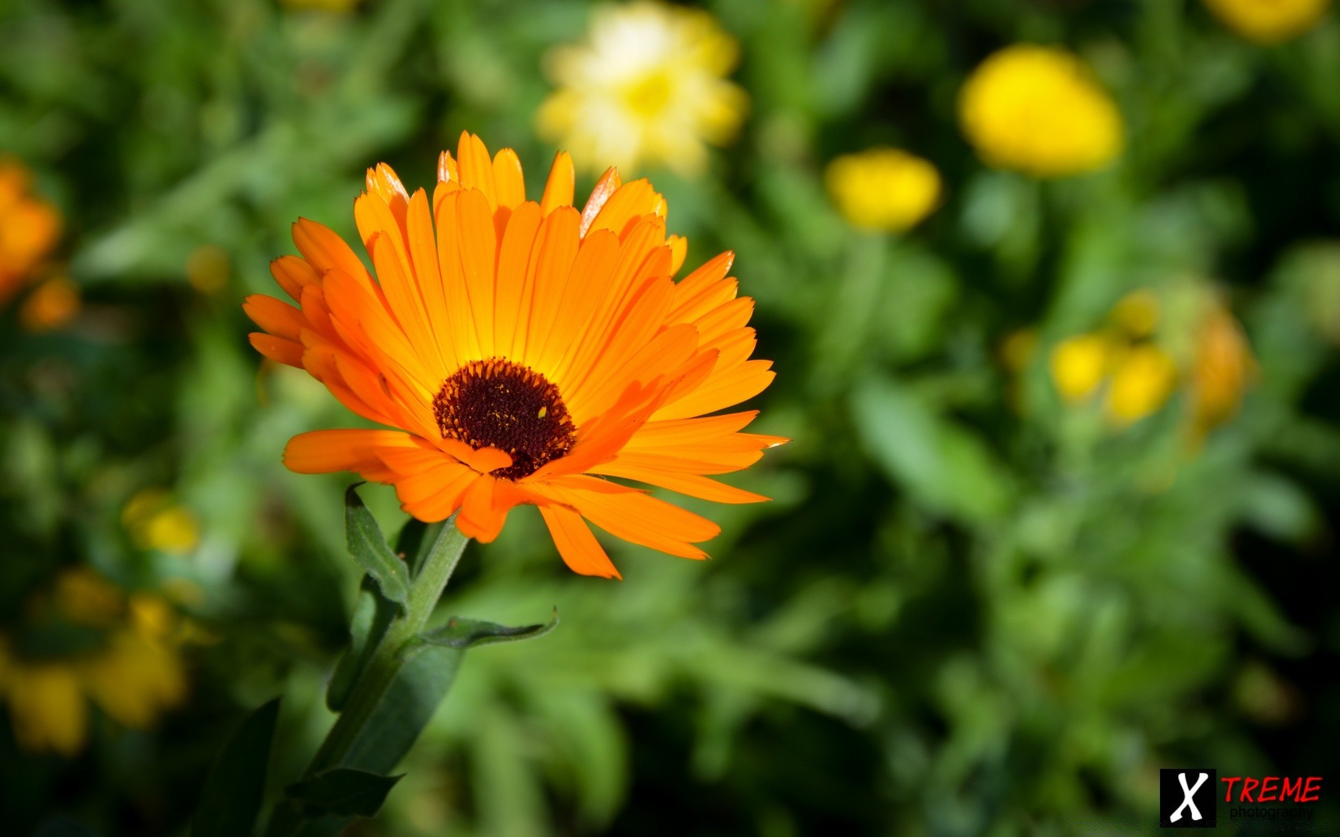 çiçekler doğa flora yaz çiçek yaprak parlak bahçe büyüme açık havada petal renk çiçek güzel havalarda çiçeklenme