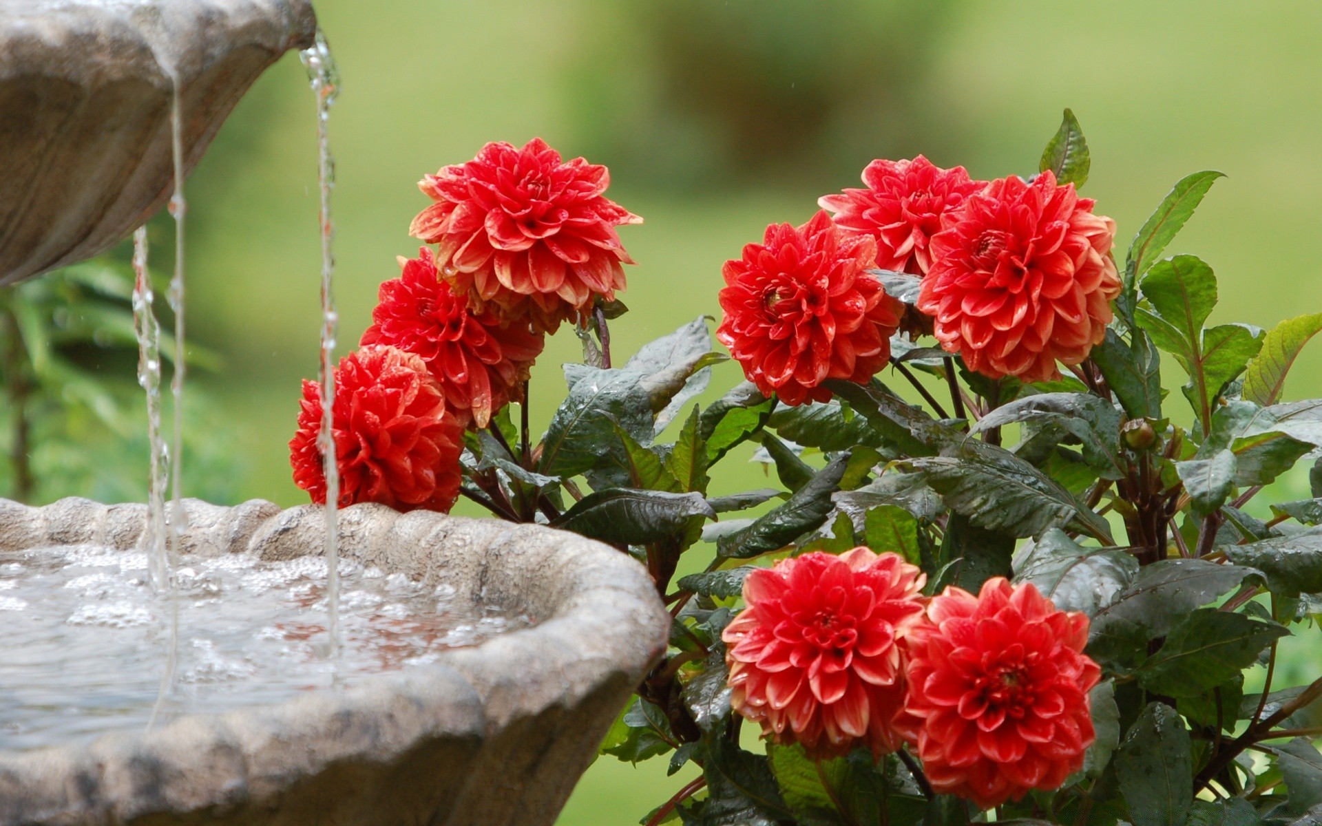 flowers nature garden flower flora leaf summer floral blooming outdoors color close-up beautiful rose head petal