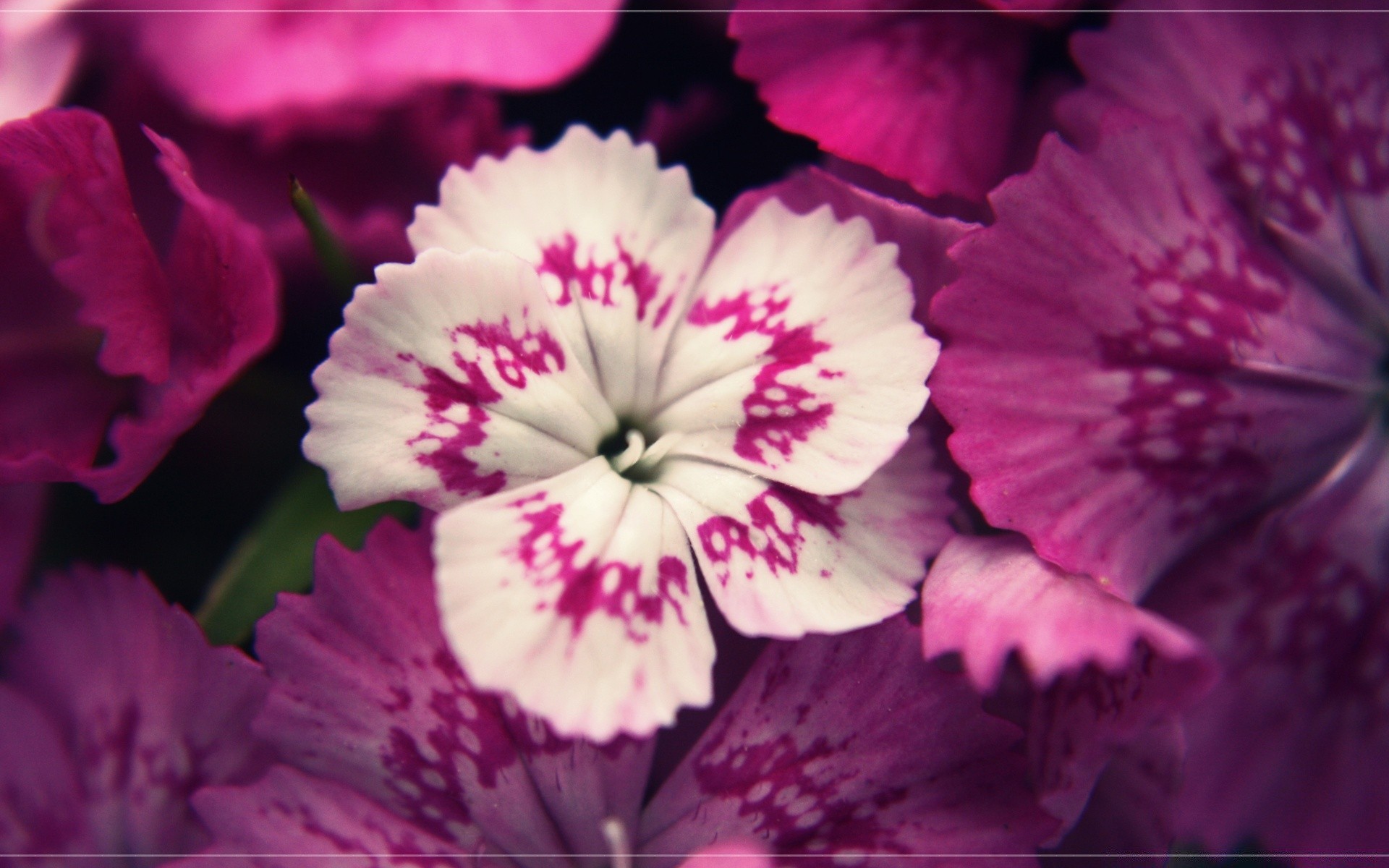 flores flor naturaleza flora hoja floral verano jardín pétalo brillante bluming hermoso color