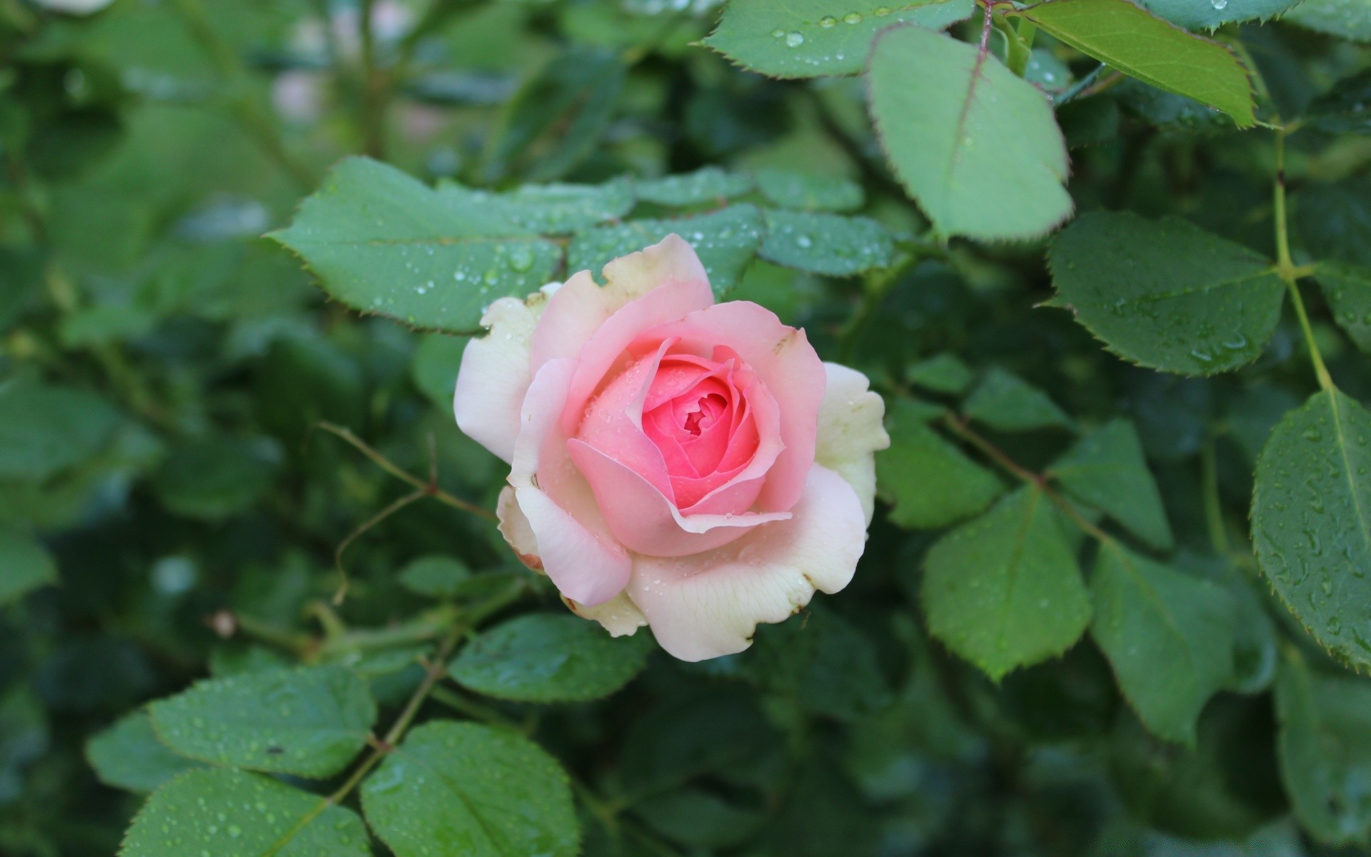 flowers flower rose nature leaf flora petal floral blooming love romance summer garden color outdoors bright bud close-up