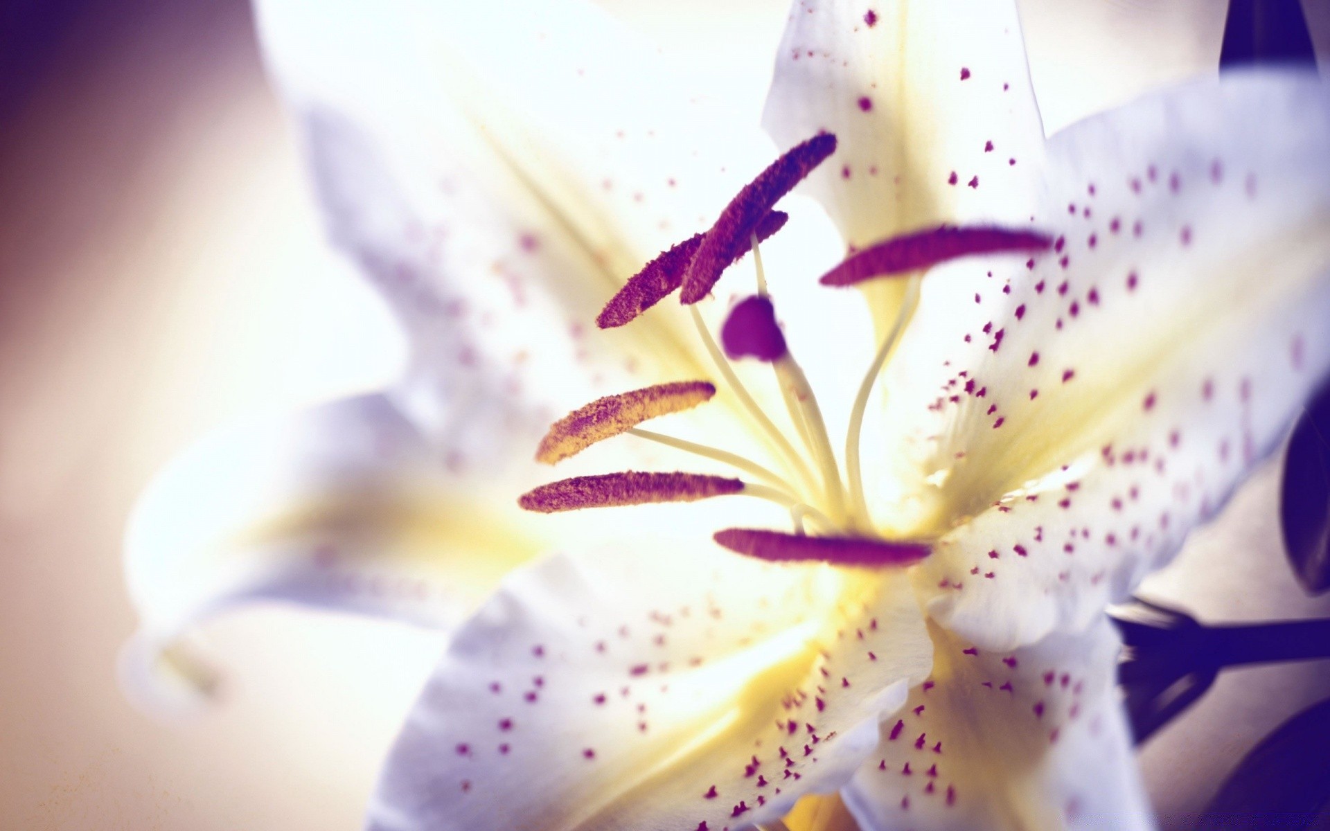 çiçekler çiçek doğa bulanıklık lily flora renk güzel petal yaz yaprak aşk narin çiçek parlak romantizm egzotik natürmort ışık