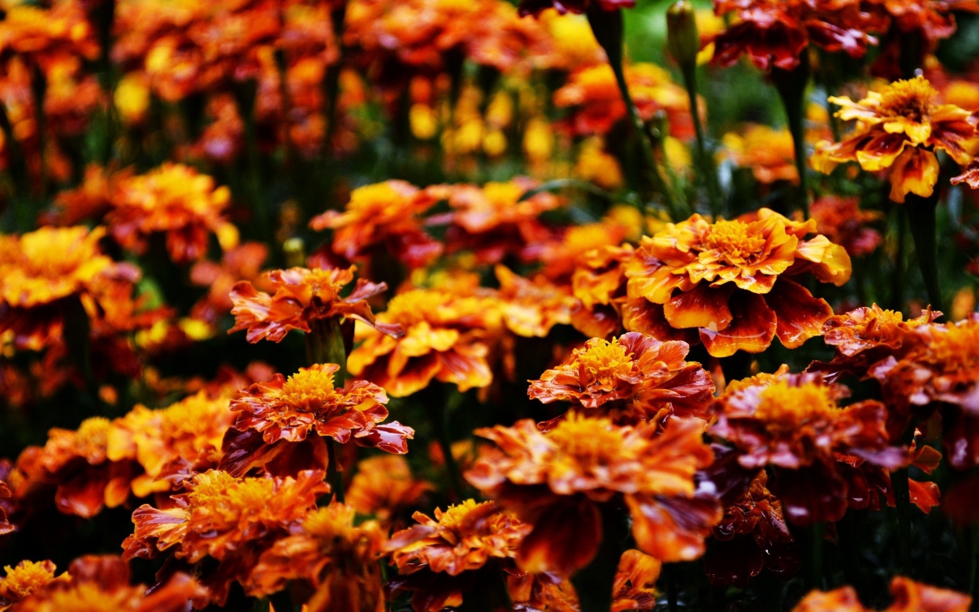 flores hoja naturaleza jardín temporada flora flor brillante al aire libre otoño crecimiento color verano buen tiempo parque