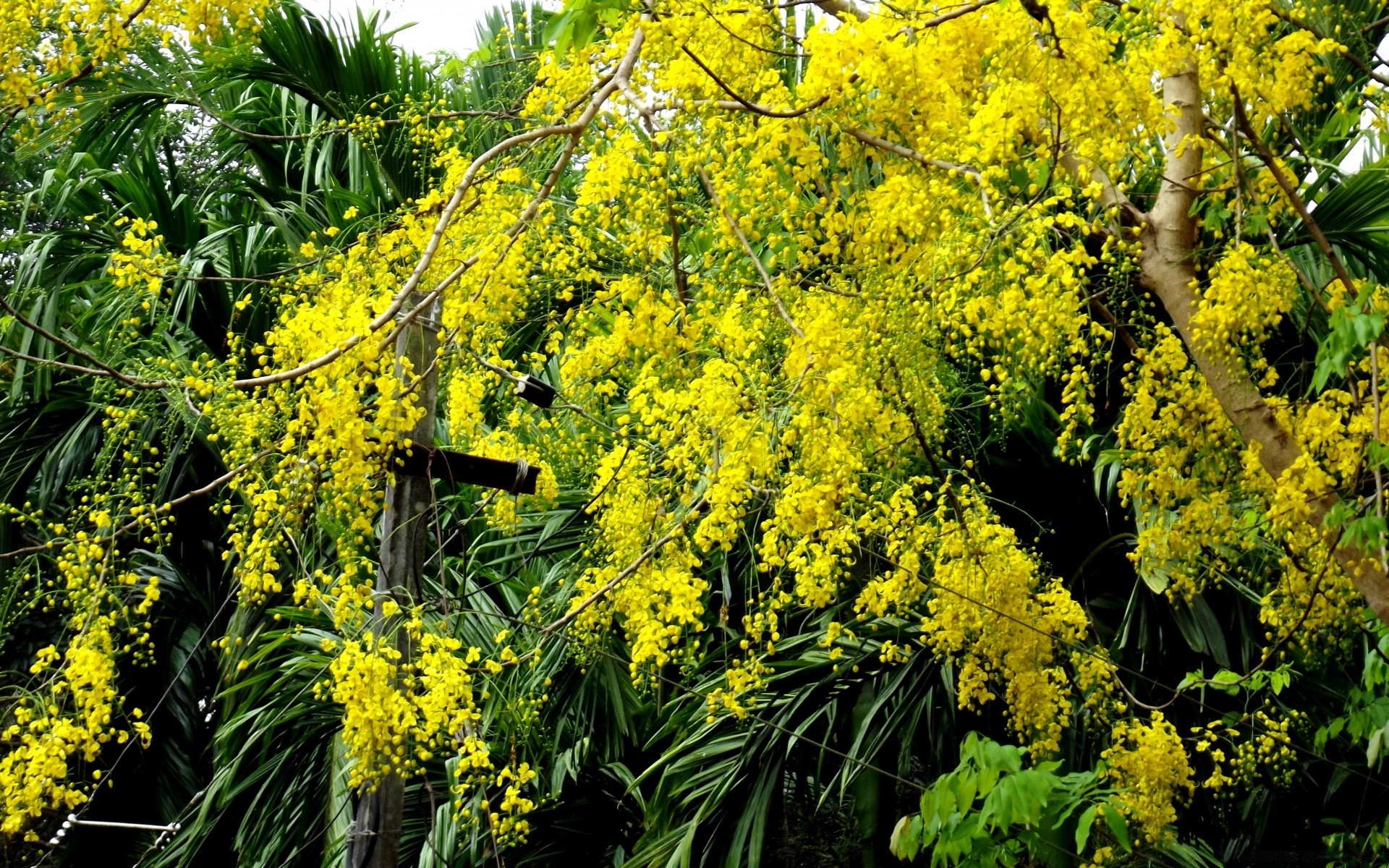 flores flor flora folha natureza árvore temporada jardim floral cor blooming ao ar livre brilhante verão