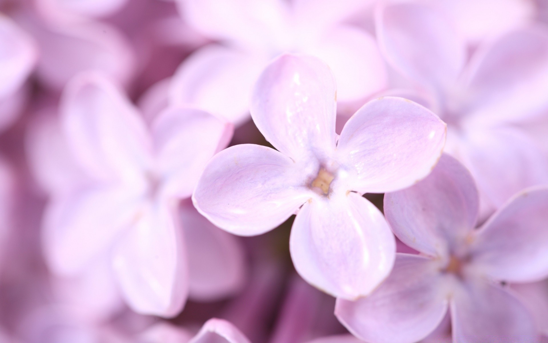 çiçekler çiçek flora doğa yakın çekim güzel büyüme çiçek yaz narin petal parlak bahçe renk dekorasyon yaprak