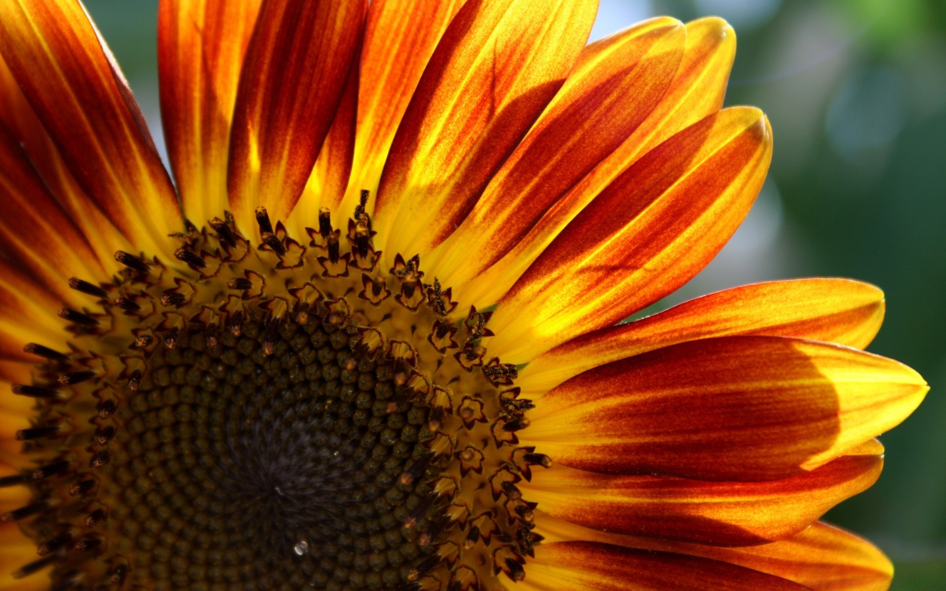 flowers nature flower summer flora sunflower bright beautiful garden pollen petal color outdoors close-up