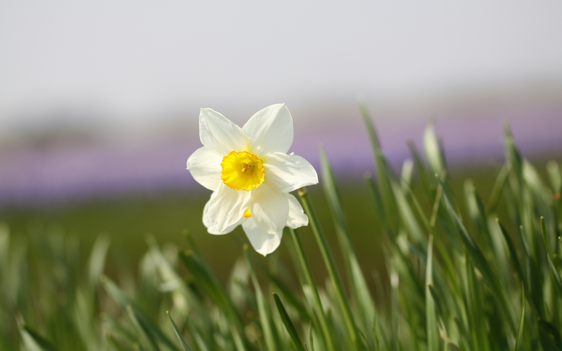 flowers nature grass flower flora easter hayfield garden field growth leaf season summer bright daffodil floral fair weather color petal blooming