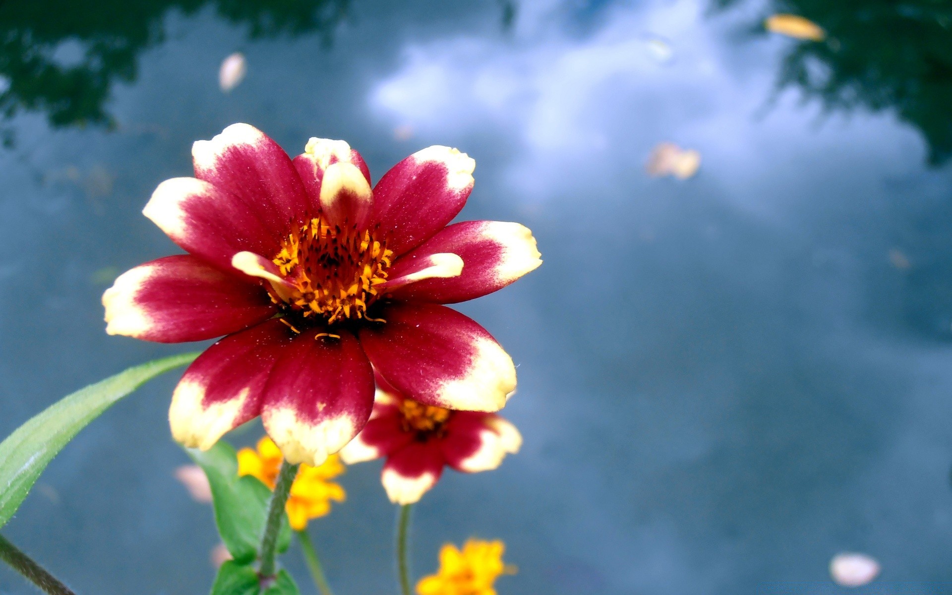 çiçekler çiçek doğa flora bahçe yaz yaprak parlak büyüme açık havada petal renk çiçek çiçeklenme sezon