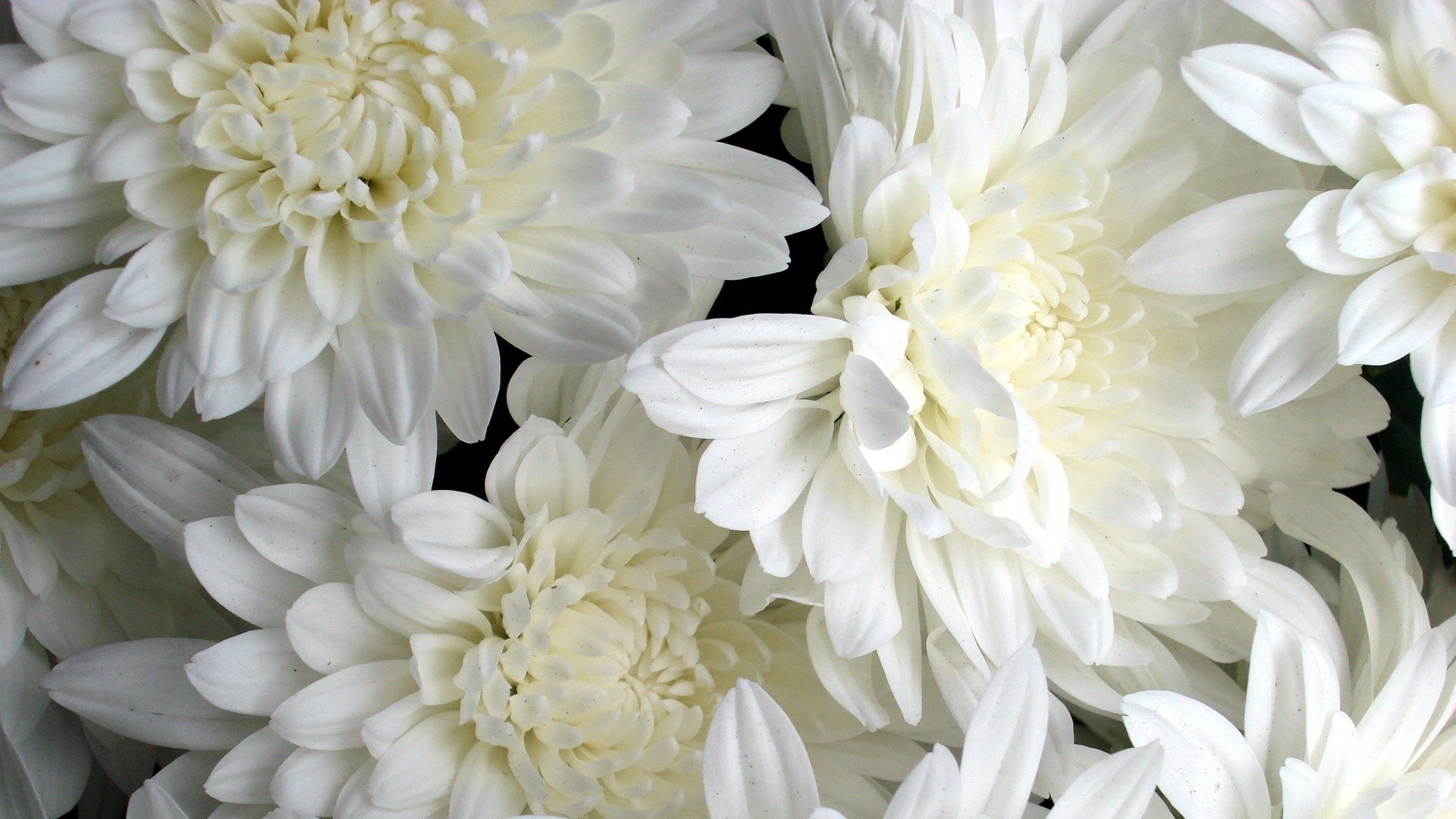 flowers flower nature flora floral petal garden bouquet head blooming beautiful chrysanthemum color summer leaf season decoration bright dahlia close-up