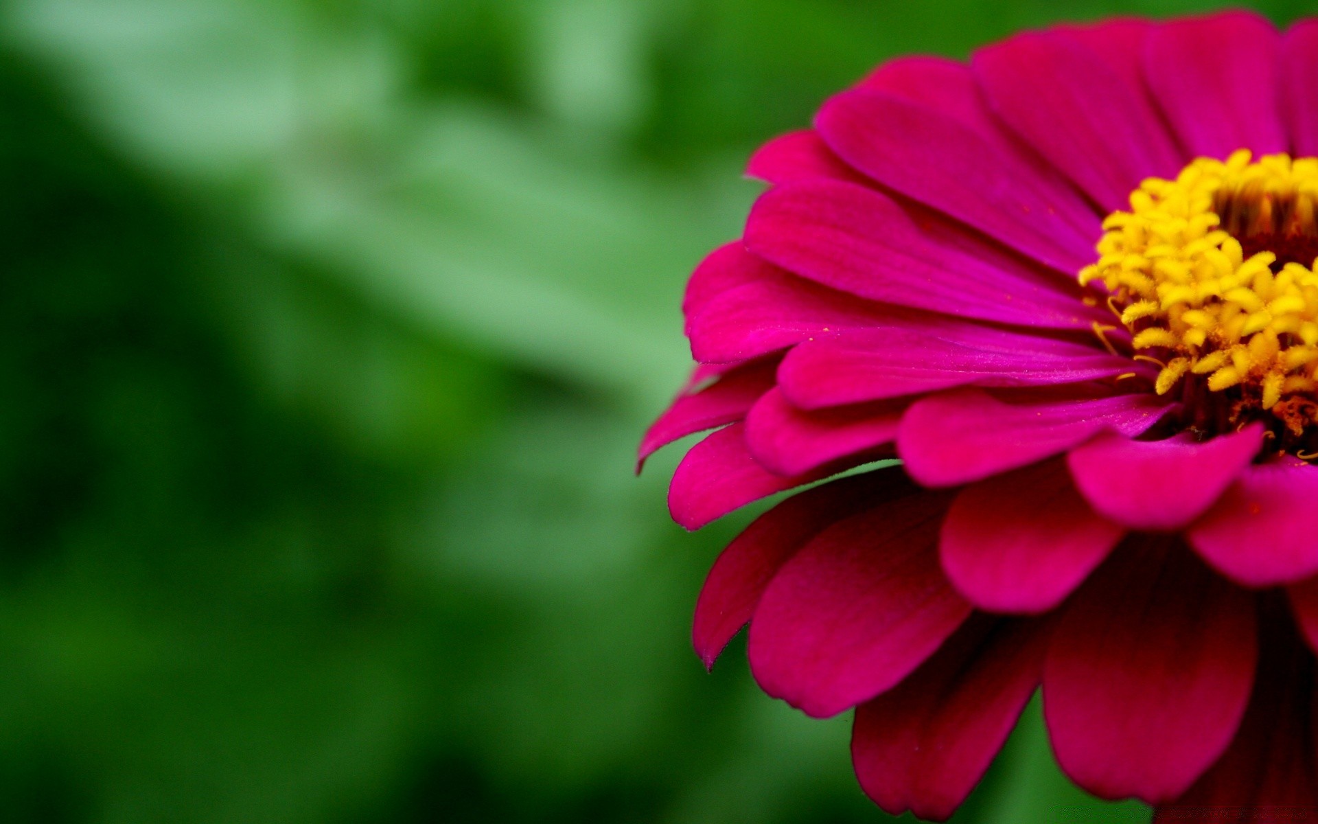 flowers nature flower flora garden summer color petal close-up leaf bright blooming beautiful floral growth